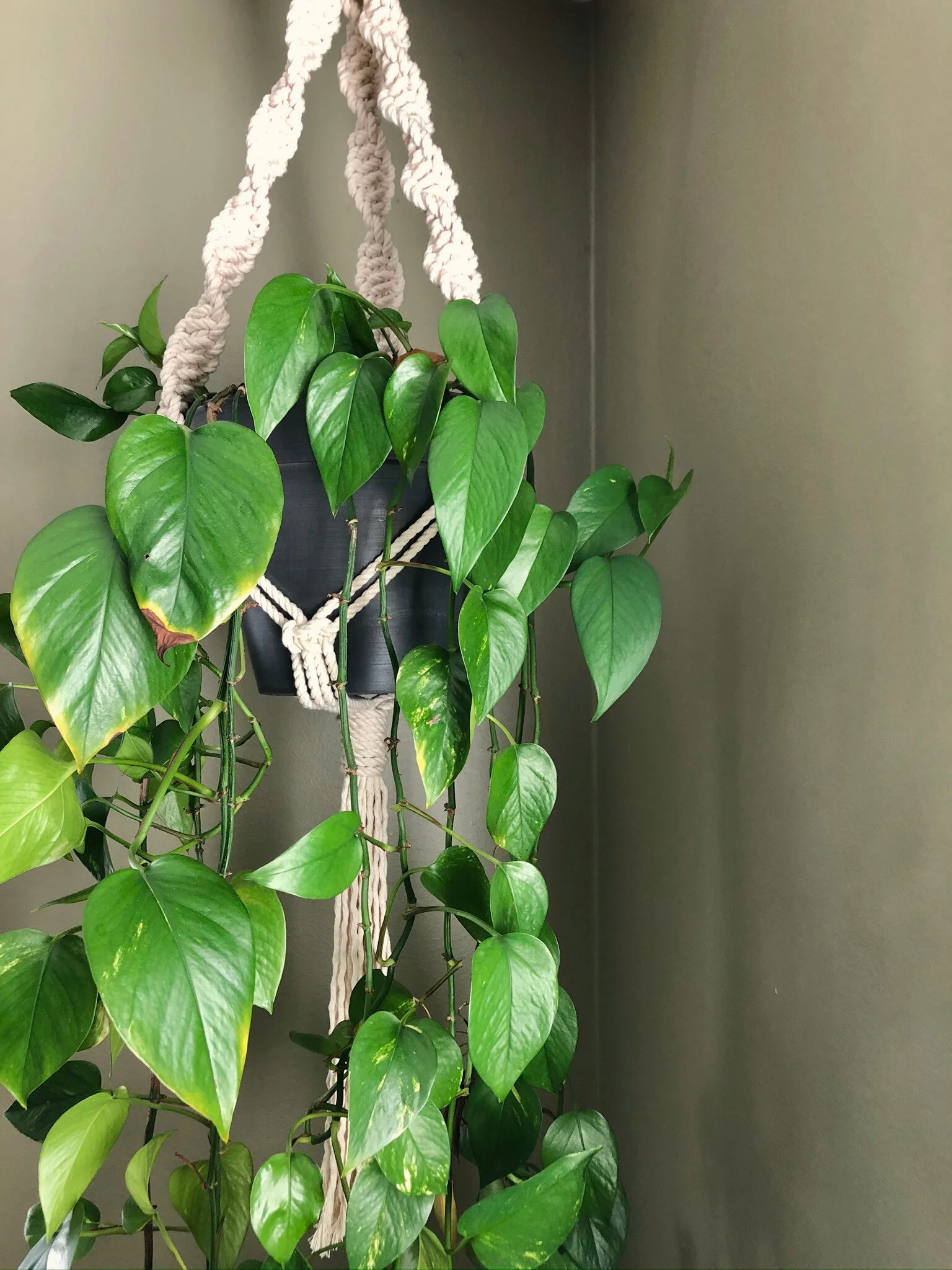 096CE6E3-FE5B-4C10-93DE-5EB2CA669A4F