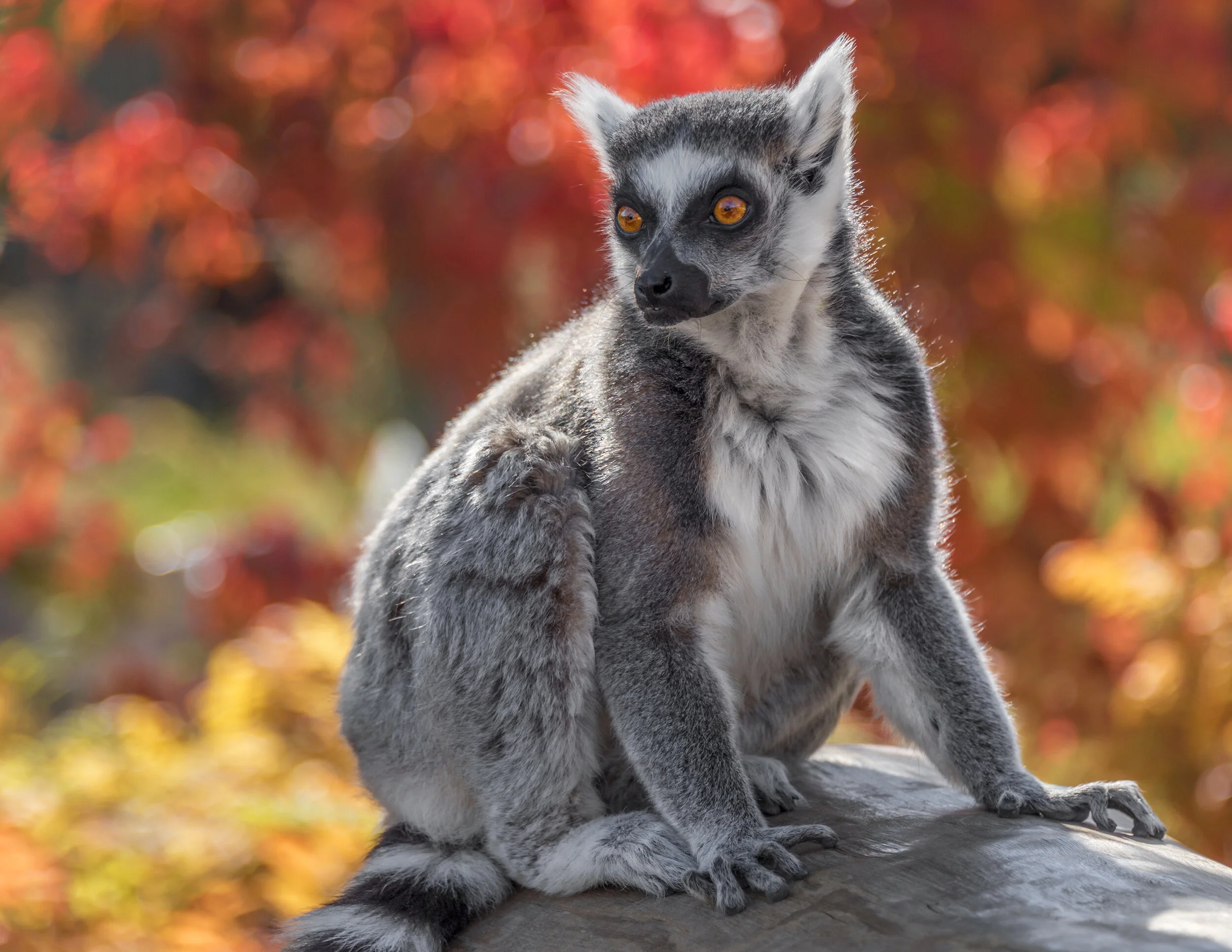 Thibodeau-Lemur-4988.jpg