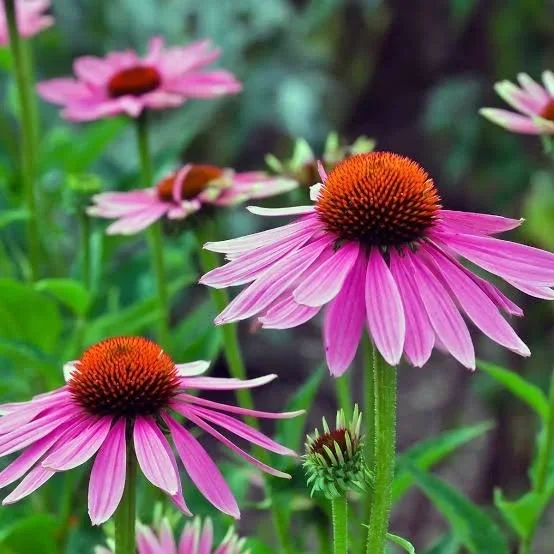 Why you should take echinacea this winter…