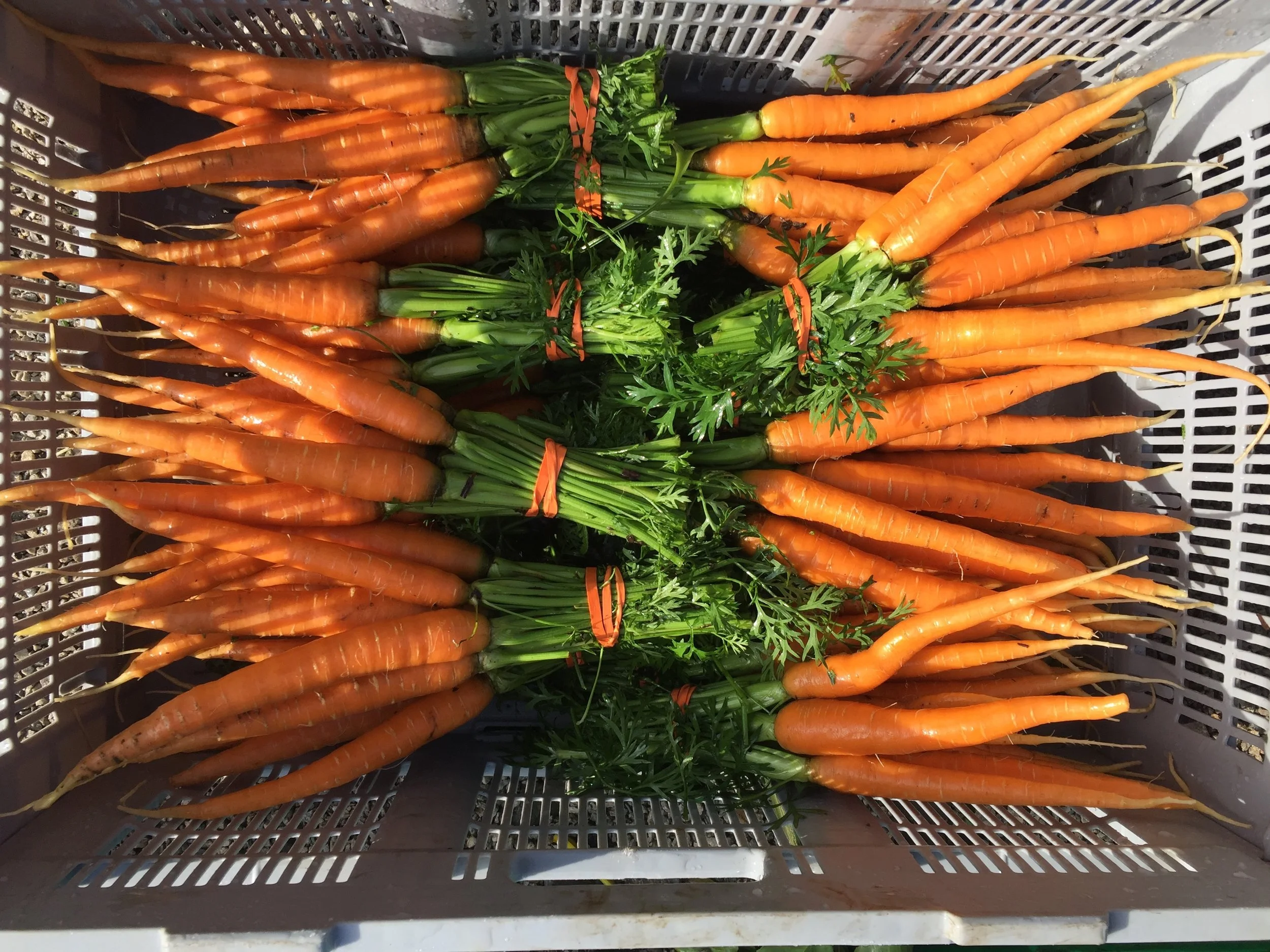 carrots1.JPG