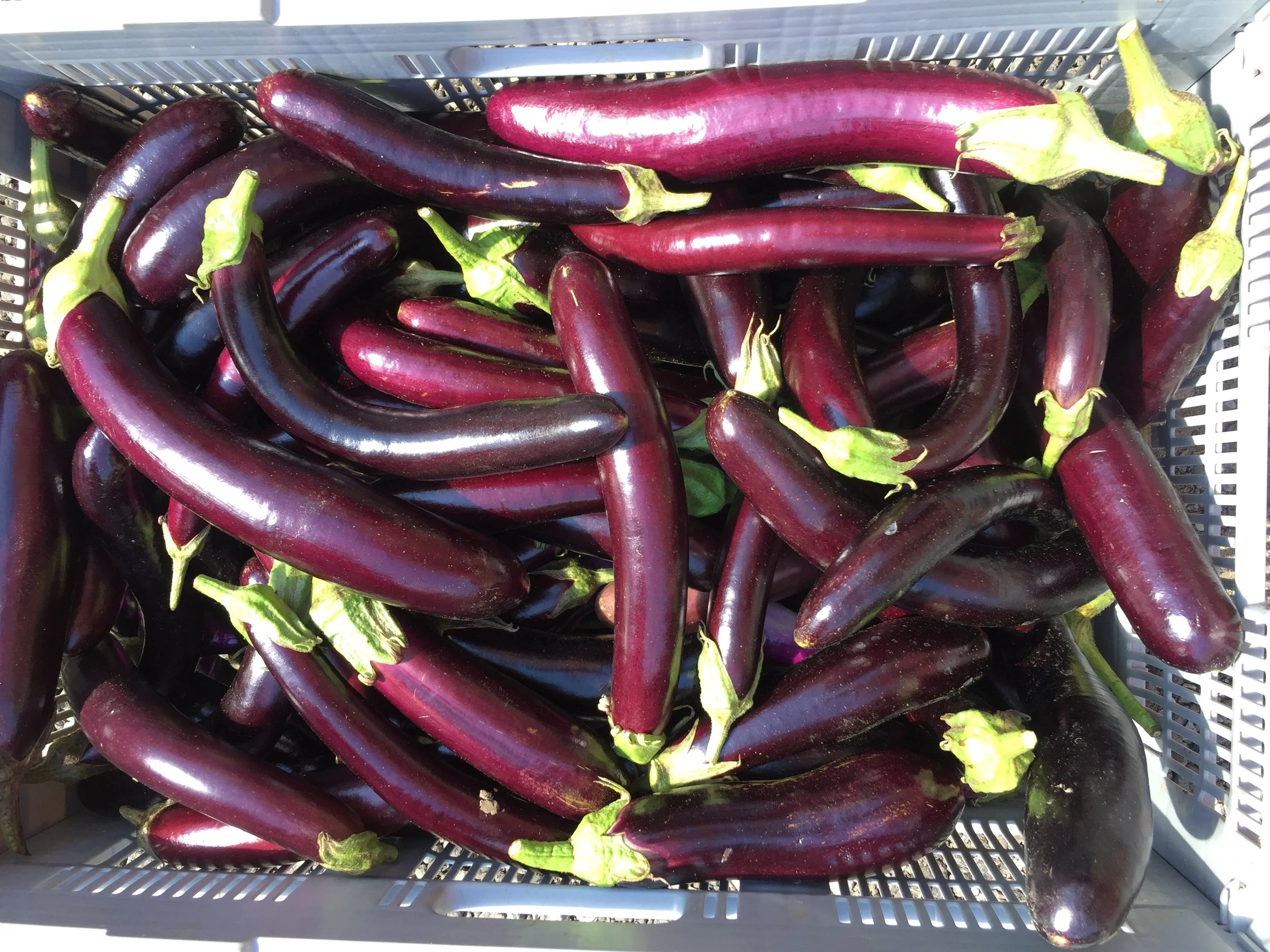 eggplant 1.JPG