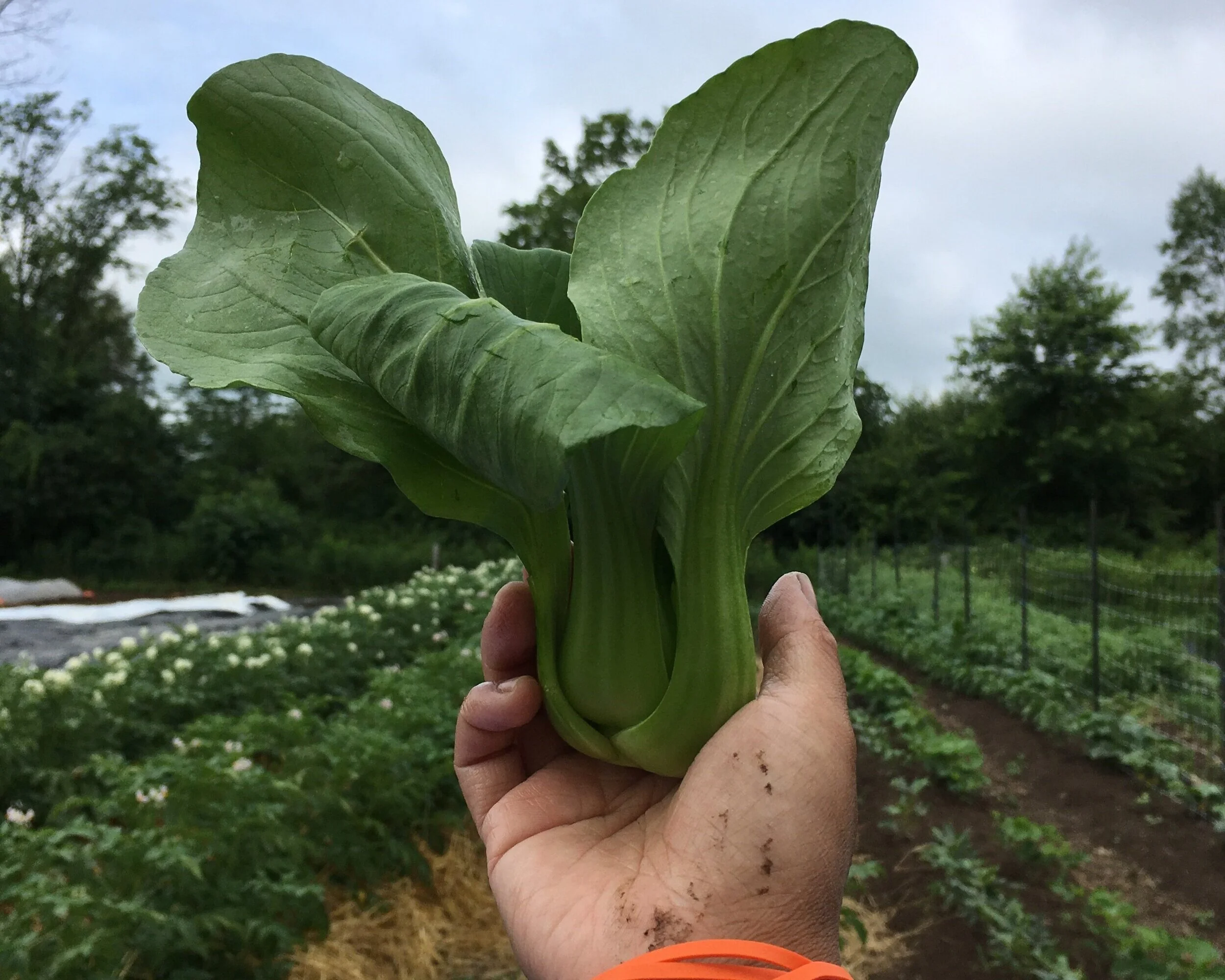 bokchoysky1.jpg