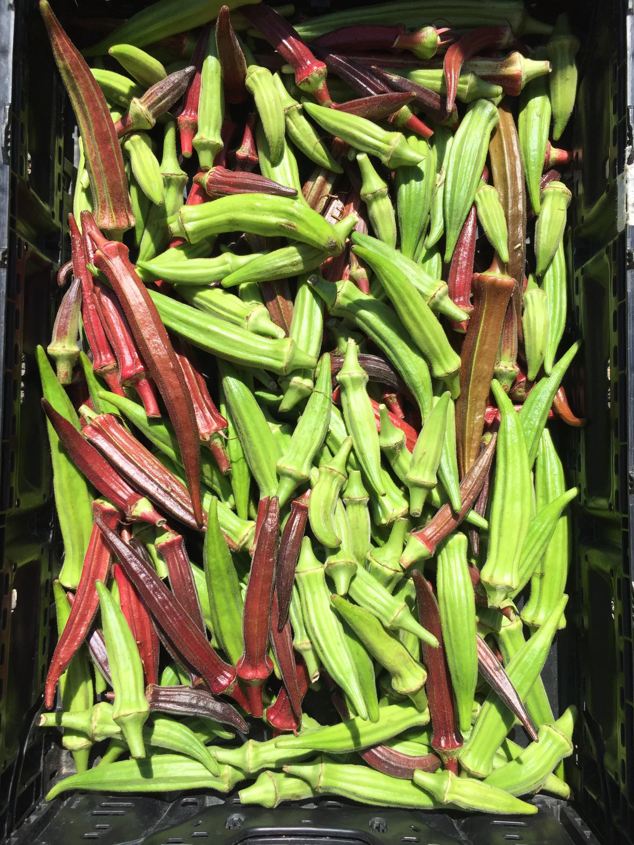 Okra.JPG
