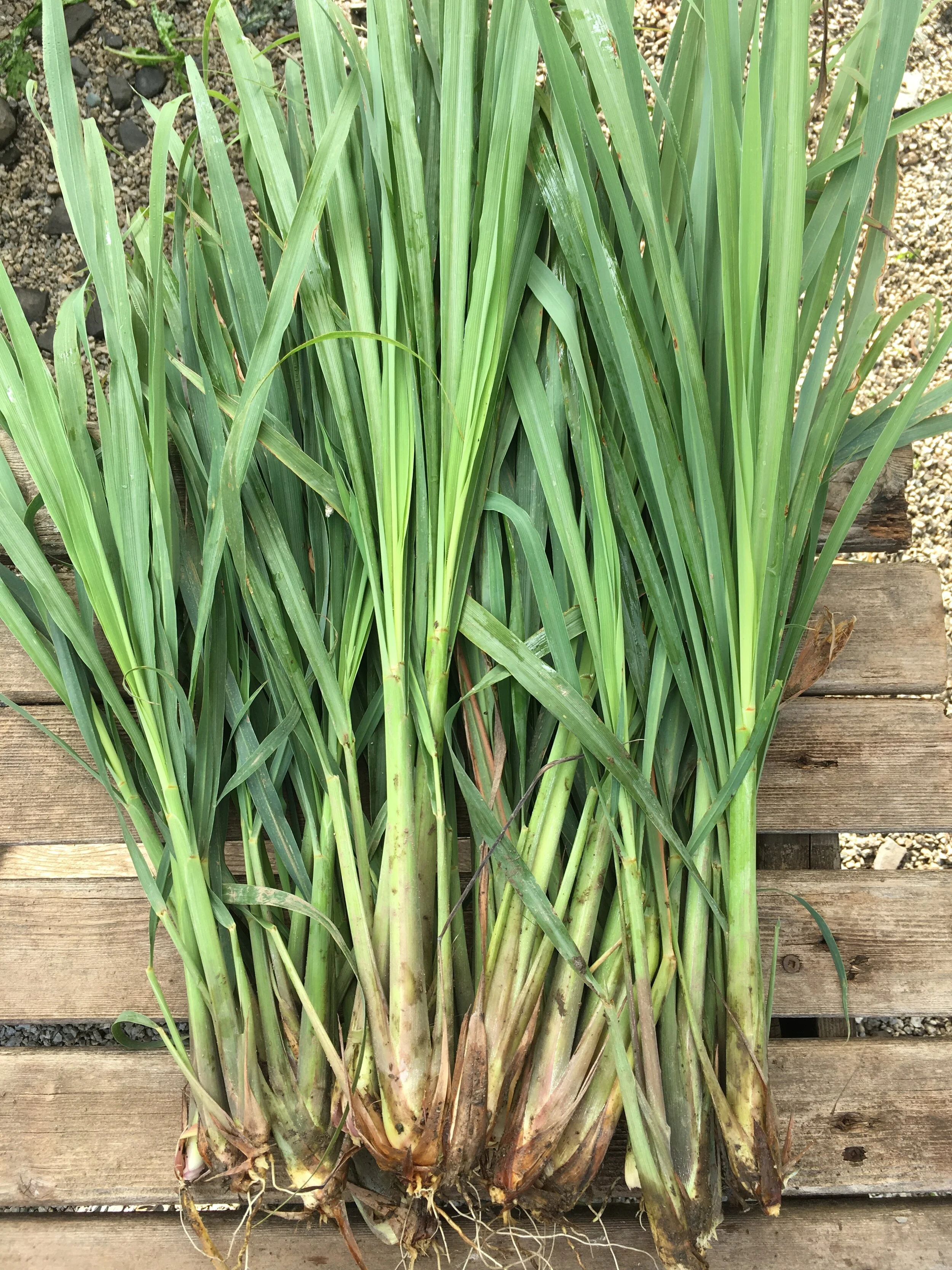 Lemongrass.JPG