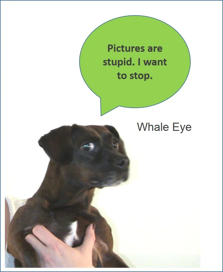 WhaleEye.jpg