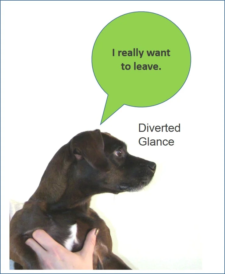 DivertedGlace.jpg