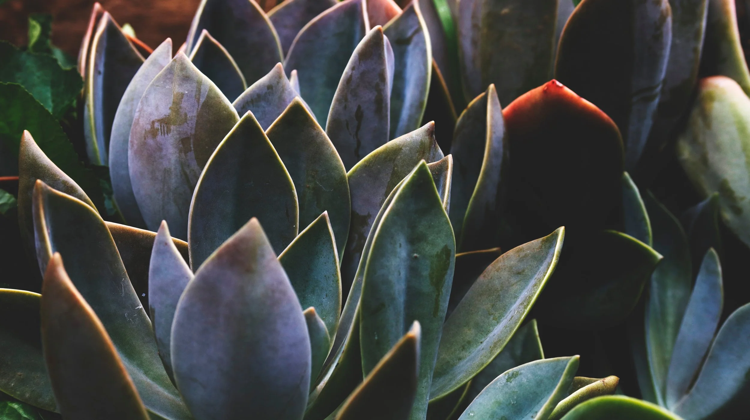 agave-botanical-cactus-1207966.jpg