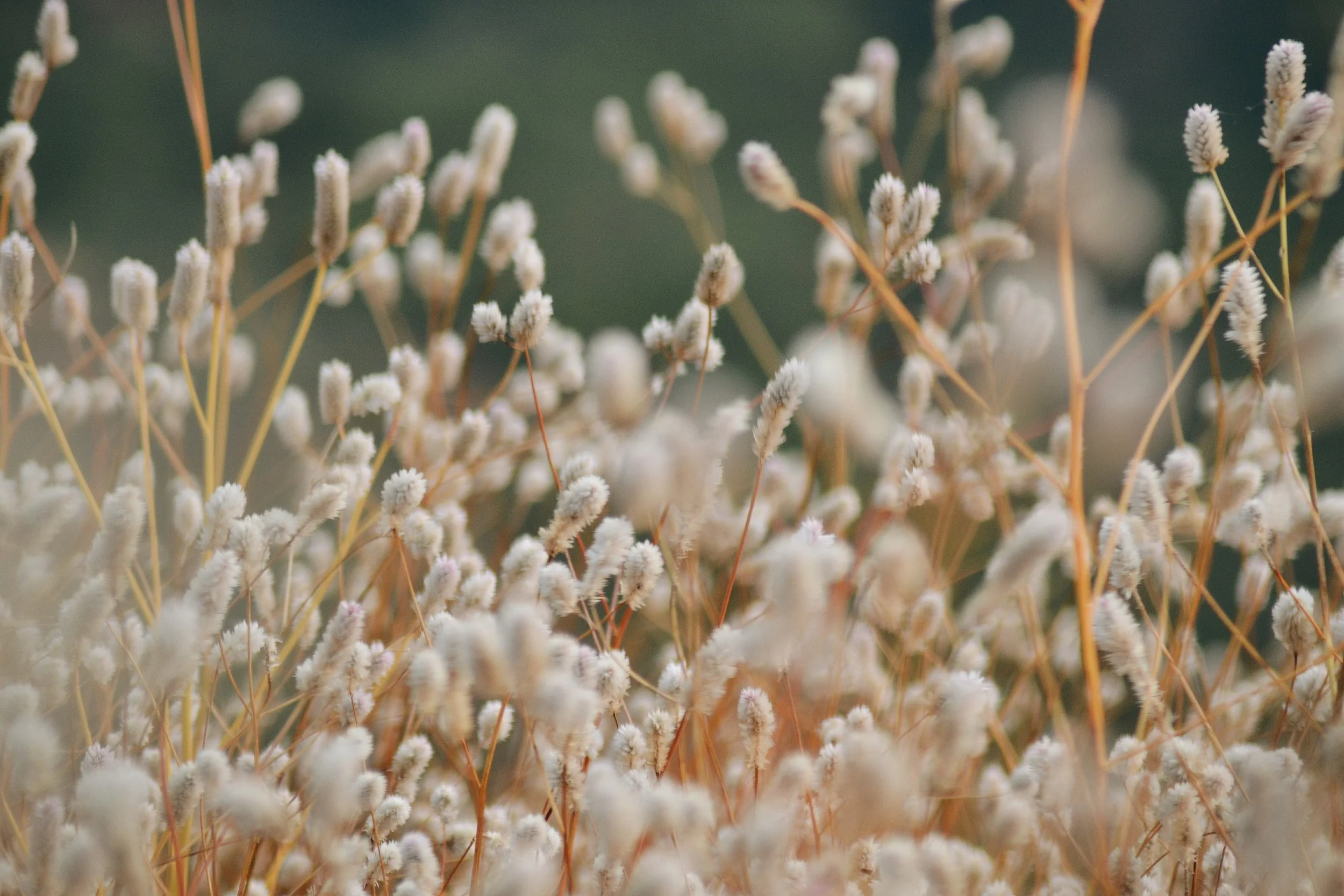 bloom-blooming-blossom-840215.jpg