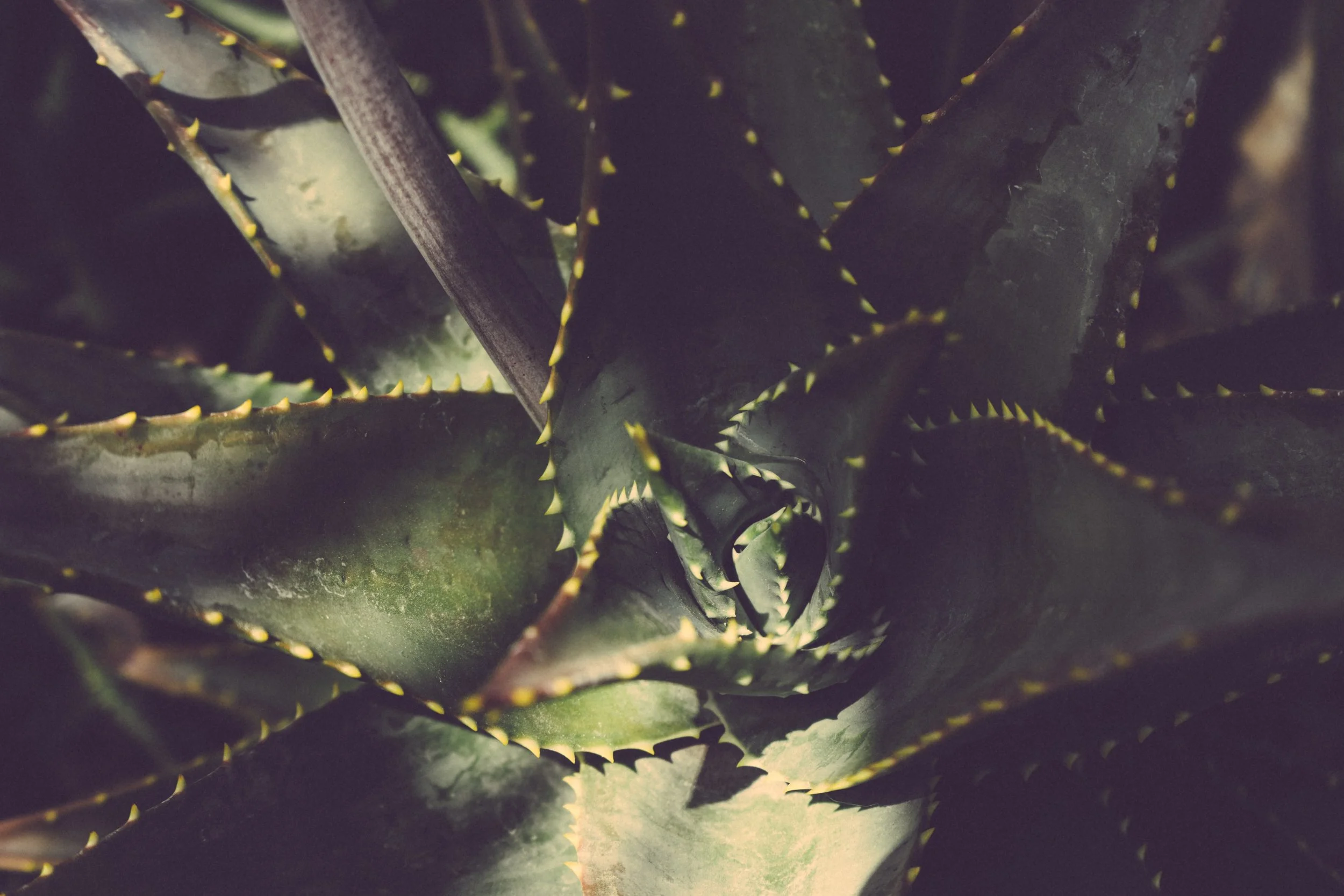 blur-botanical-cactus-175260.jpg