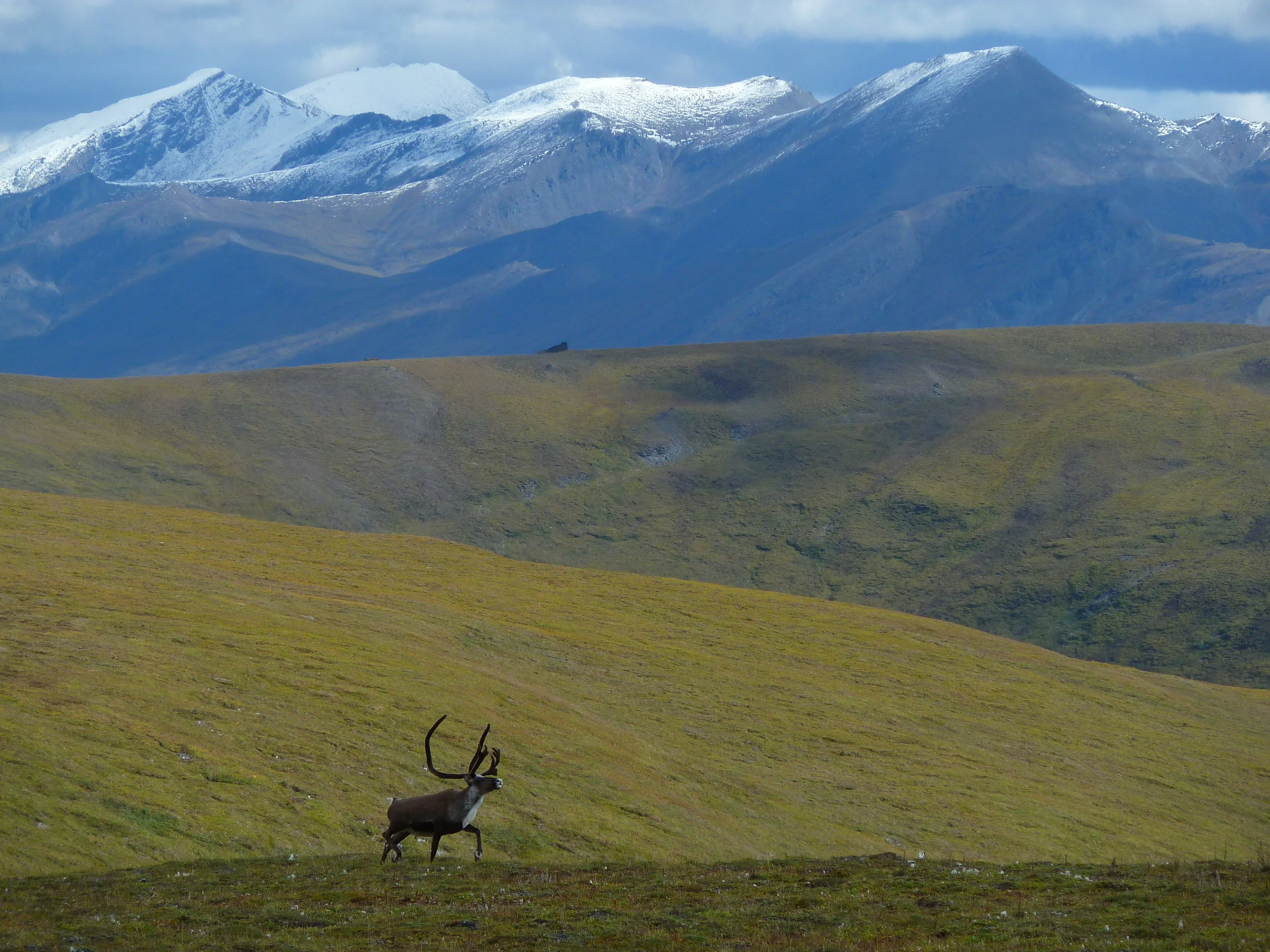 Day 3.044-ridge north of 2nd camp caribou.JPG