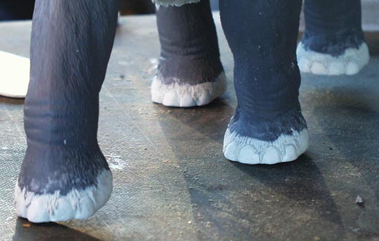  During research, I read that mammoths only had 4 toes whereas modern elephants have five. Naturally the kit had five. In the end, it was a good thing as I could make the toes protrude a bit and add bits of hair hanging over and between them. 