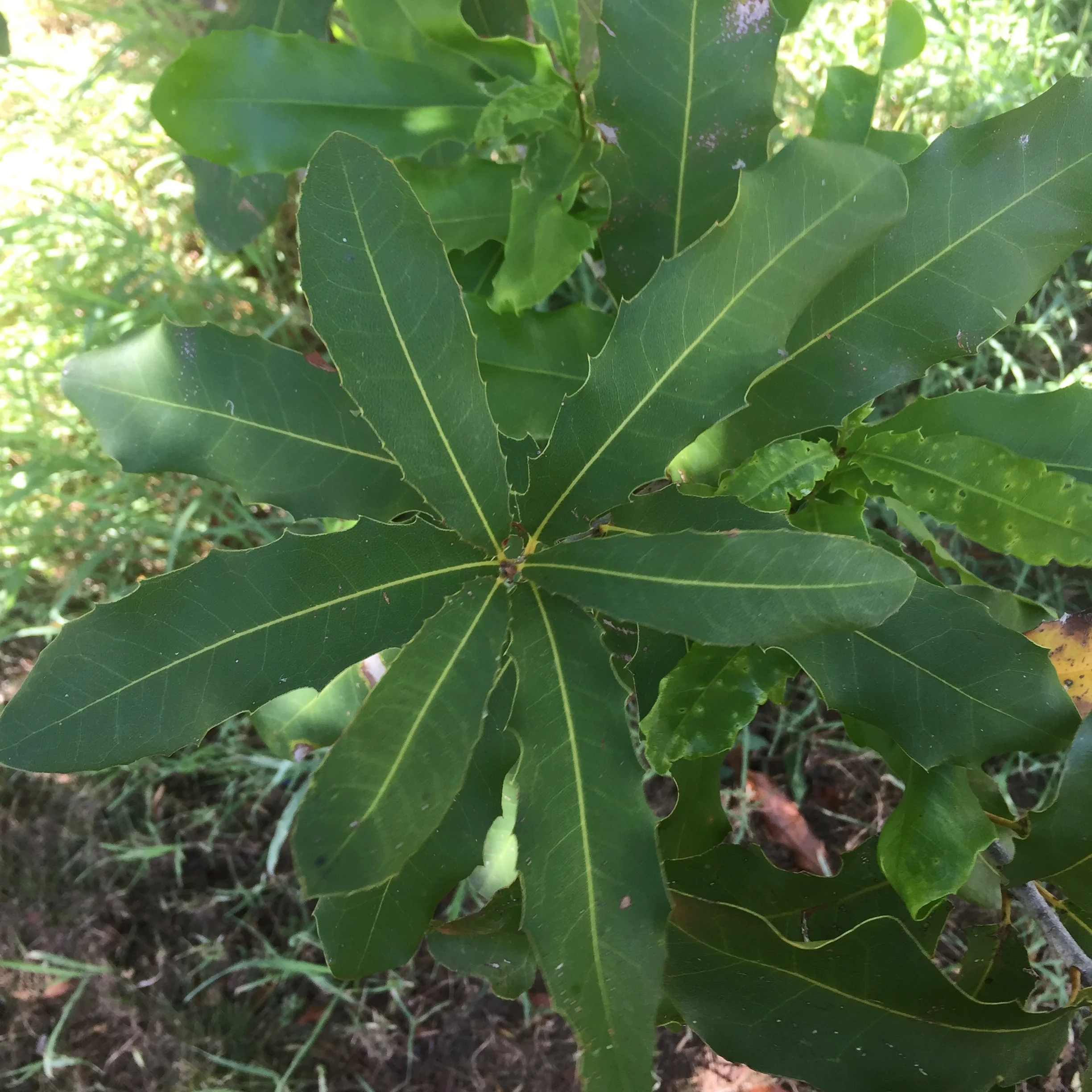Macadamia Tree Leaves