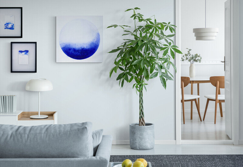 01_Bright_living_room_with_large_plant.jpg