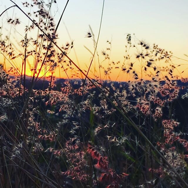 Nature&rsquo;s calling... when will you answer? Go wild 😉 Explore. Experience. Lose yourself. Be yourself 🌴 #nature #heals #vibe #wellbeing #noosa #bliss #kahuna #massage#energy #healing