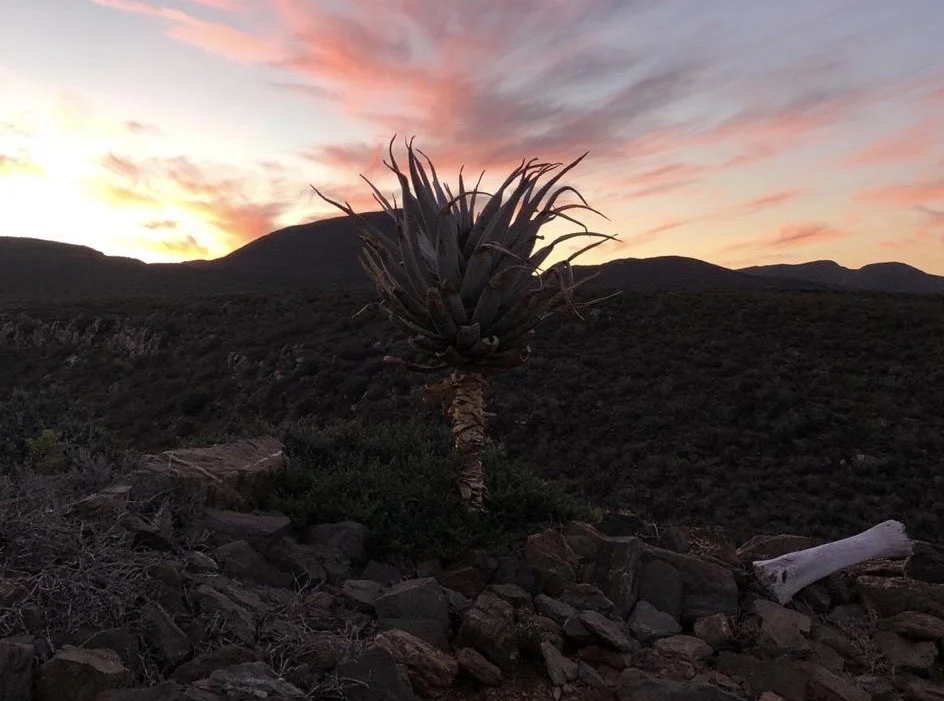 Early Morning Walk On A Barrydale Farm
