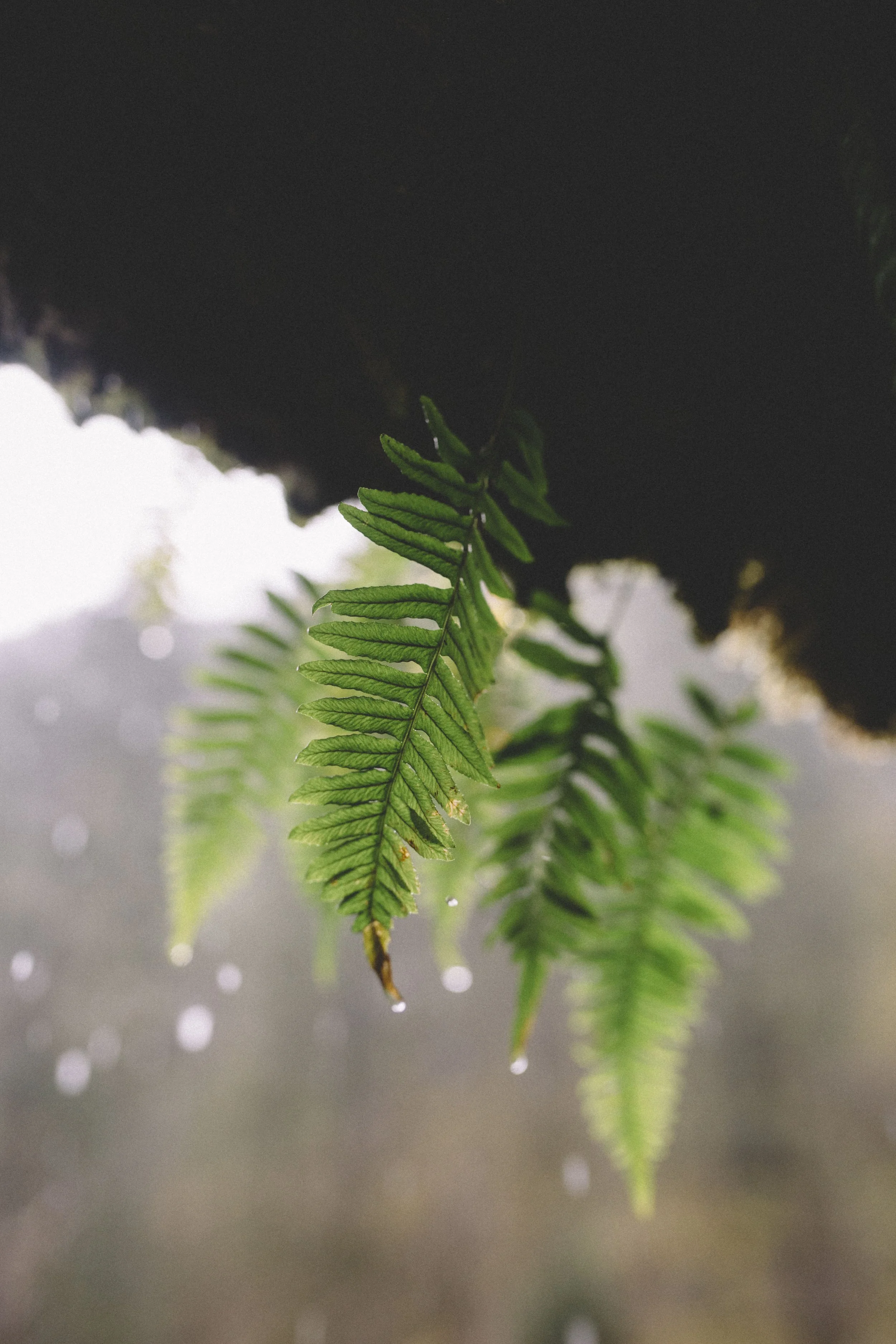 Document Name 2_129.JPG