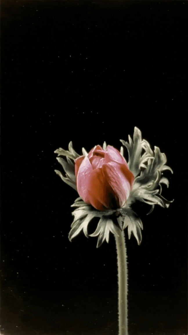 Untitled design (7).gif