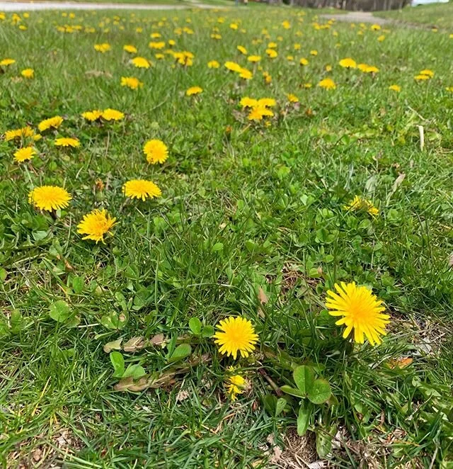 I used to make my mom bouquets of dandelions when I was growing up. She would throw them in the trash and tell me to stop bringing weeds into her house, but I refused because I think they&rsquo;re beautiful FLOWERS. I find it funny because they are r