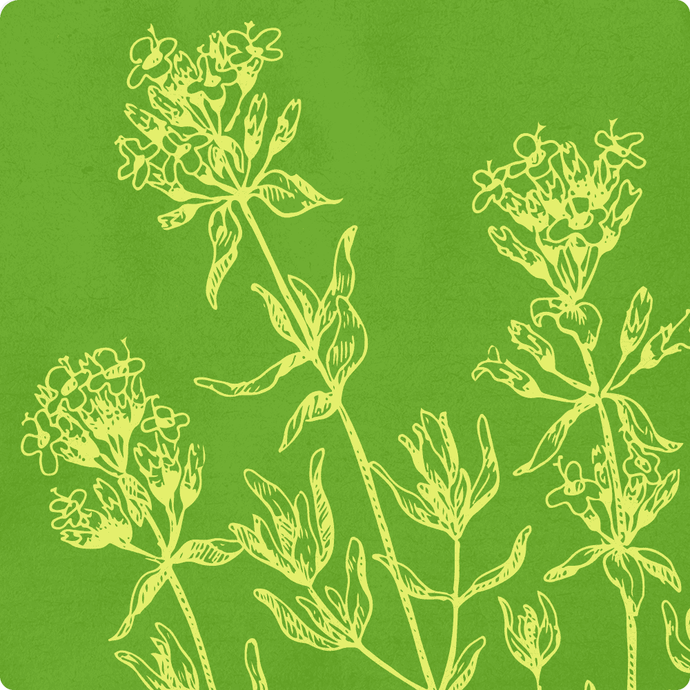 thyme illustration.png