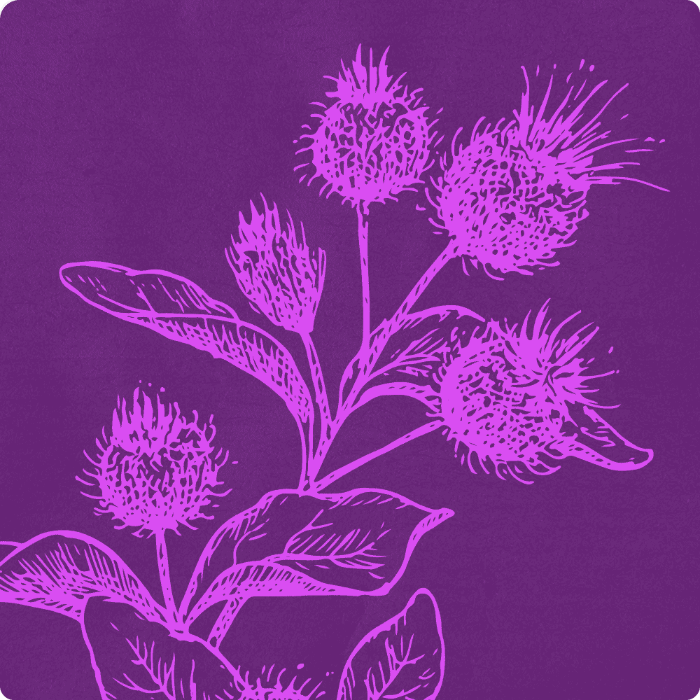 burdock illustration.png
