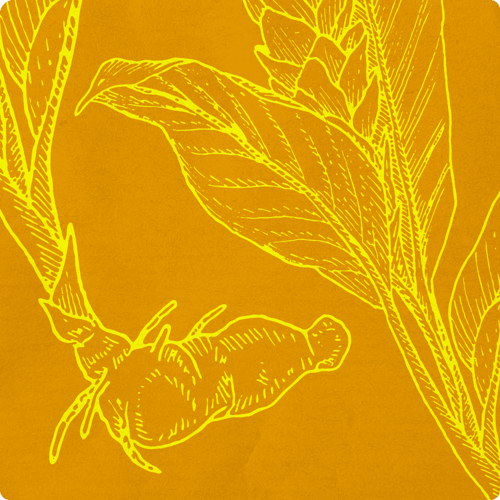 tumeric illustration.png