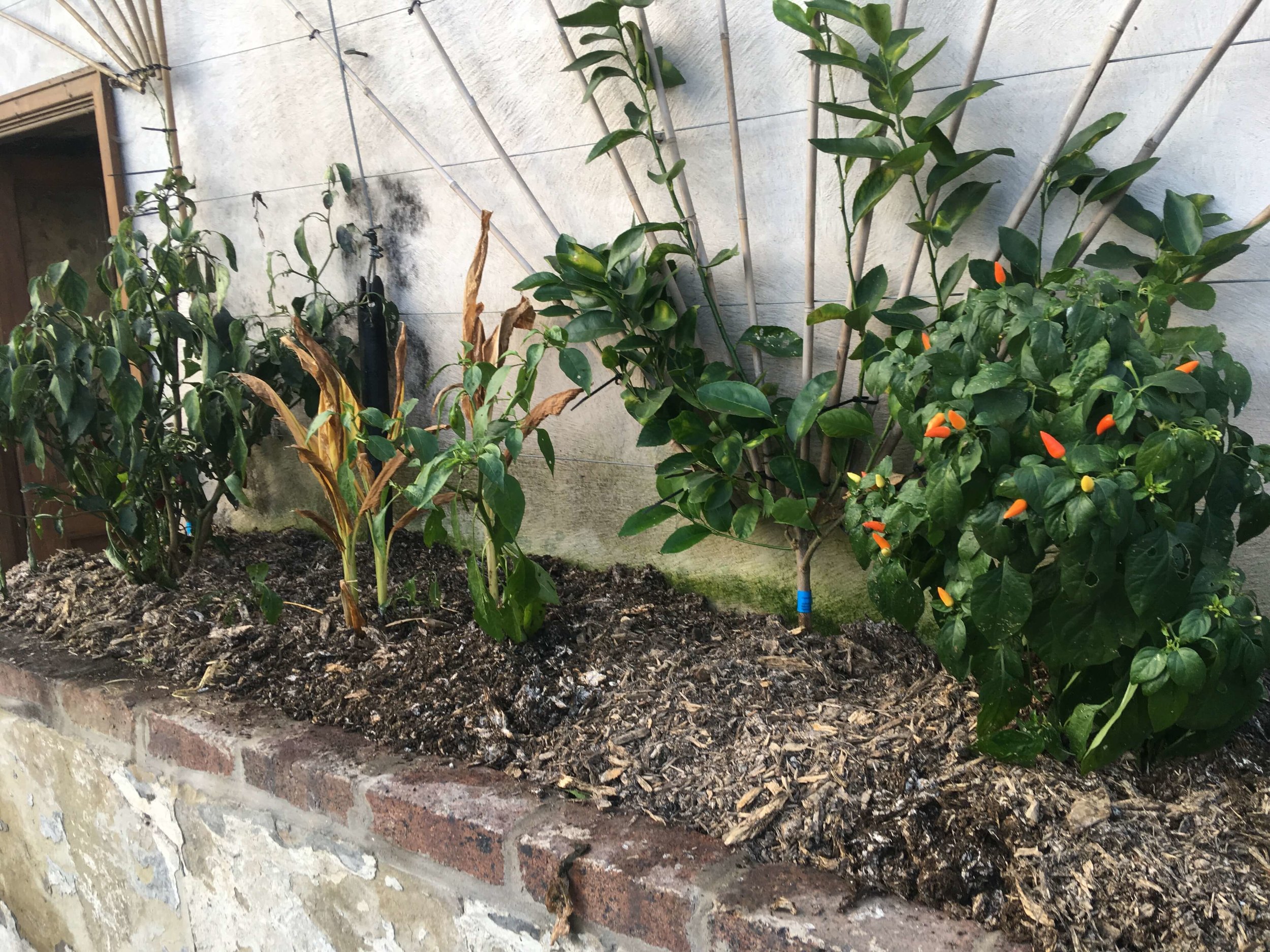 Notes from the Garden