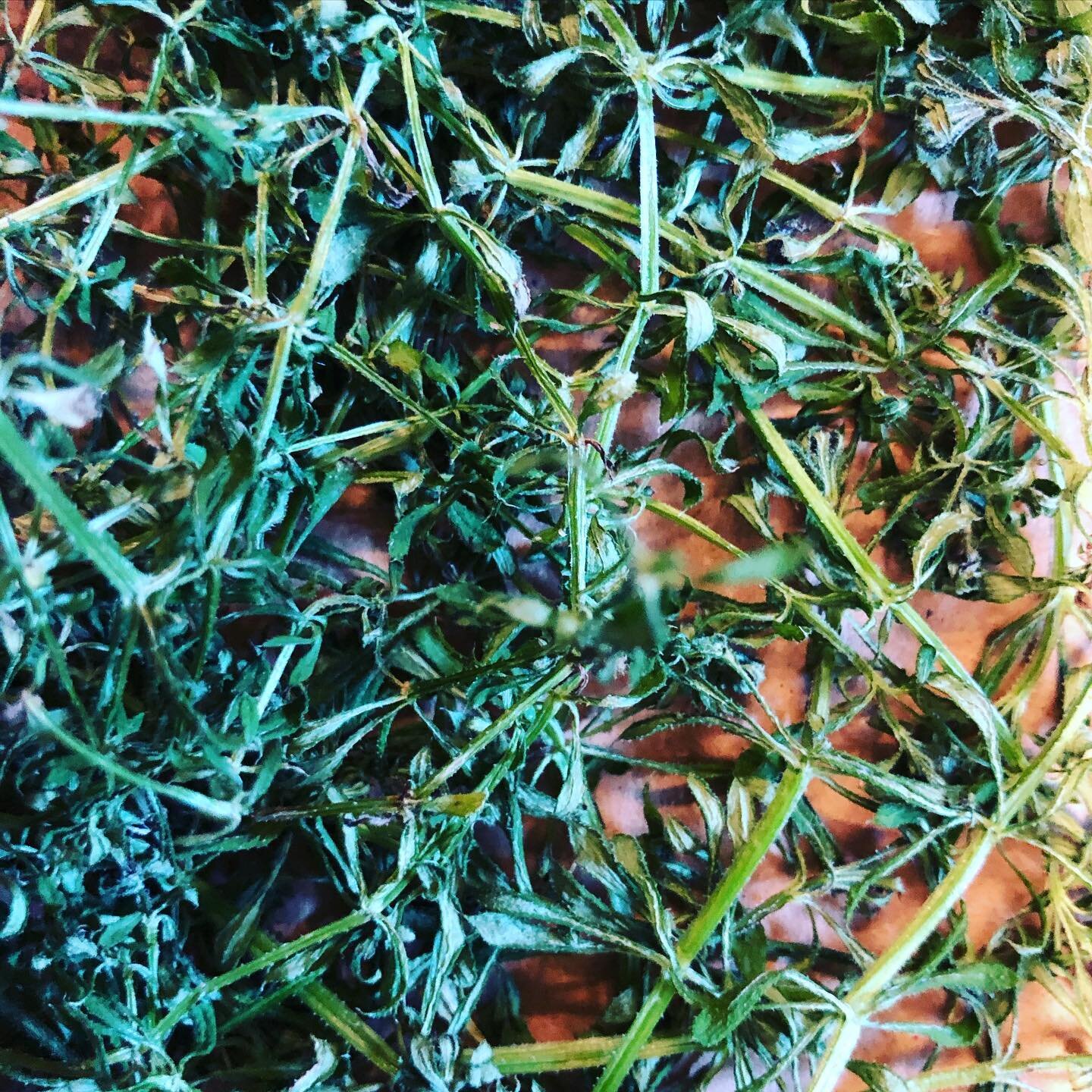 Cleavers are go! 🌱☀️ This amazing lymphatic-boosting botanical is snaking its way around the gardens right now. Grab a handful and just pour on boiling water for a cleansing re-set tisane. Or enjoy it in our Flow Potion! Notice how it resembles the 
