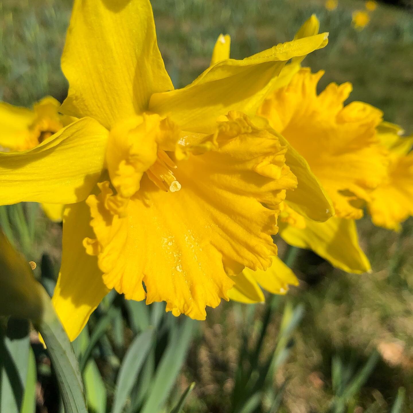 #dyddgŵyldewihapus Happy St David&rsquo;s Day! Spring is on its way on Anglesey! 🌱☀️💖 #renew #thepowerofpositivedrinking #botanicaldrinks #nosugardrinks #soberfun #noalcoholneeded #walledgarden #secretgarden #spring2021 #jointheherbalrevolution #po
