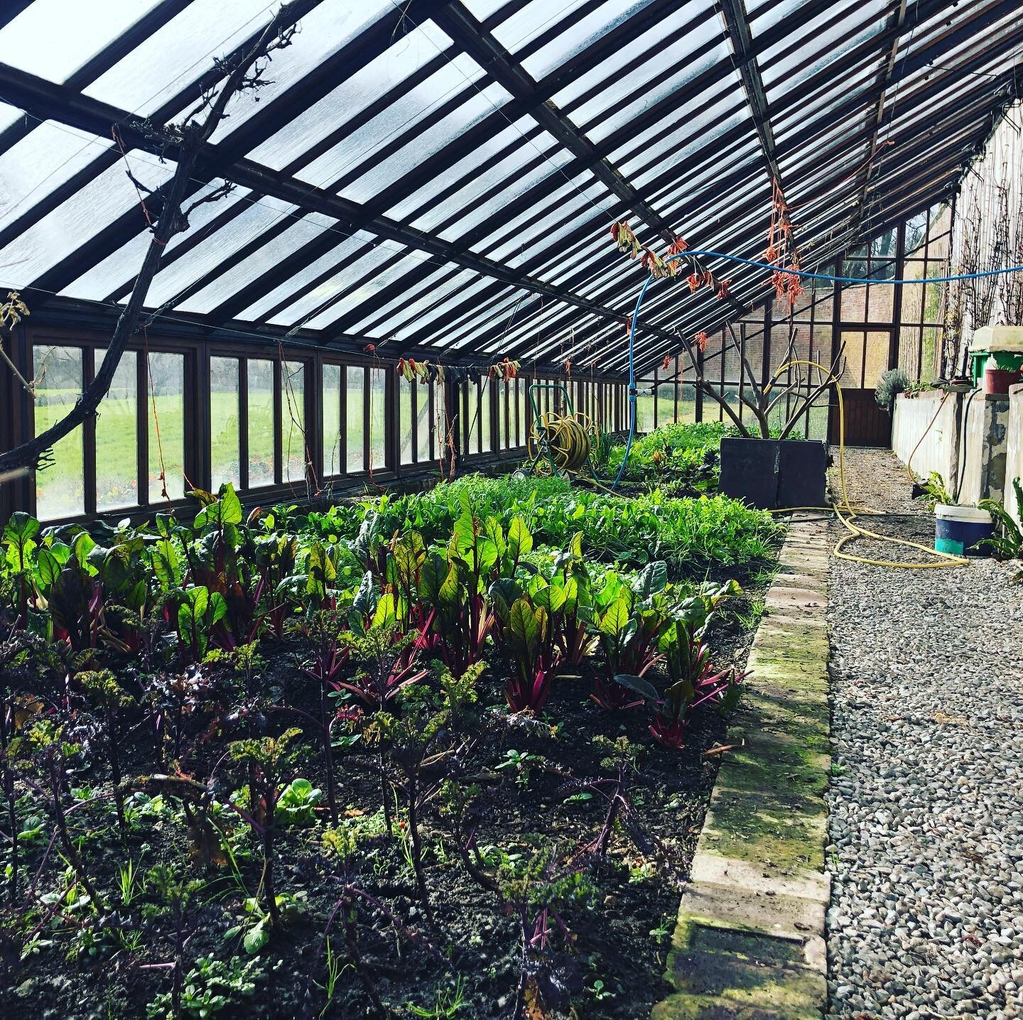 Looking good in the old vinery! 🌱☀️ #walledgarden #secretgarden #jointheherbalrevolution #thepowerofpositivedrinking #powertotheplants #anglesey #nosugardrink #noalcohol #botanicaldrinks #glasshouse @vigour_wellness @mettalifeuk @the.ginger.mint @li