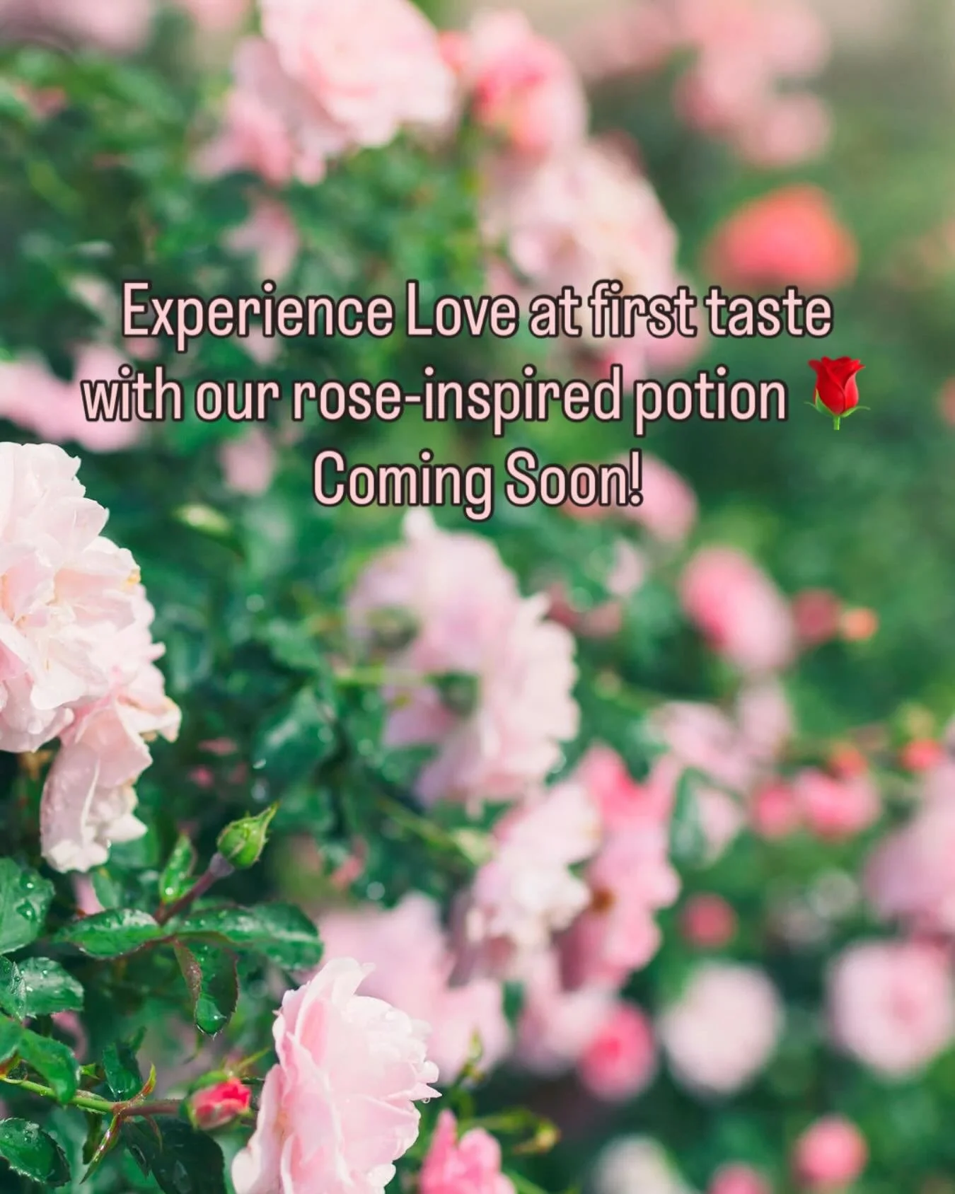 🌹✨ Let the rose petals of our Love Potion awaken your soul! 🌿💖 From calming stress to nurturing your spirit, the healing power of rose is here to uplift and refresh. Feel the magic in every petal as we bloom together. 🌸🌞 #healingwithrose  #soulf