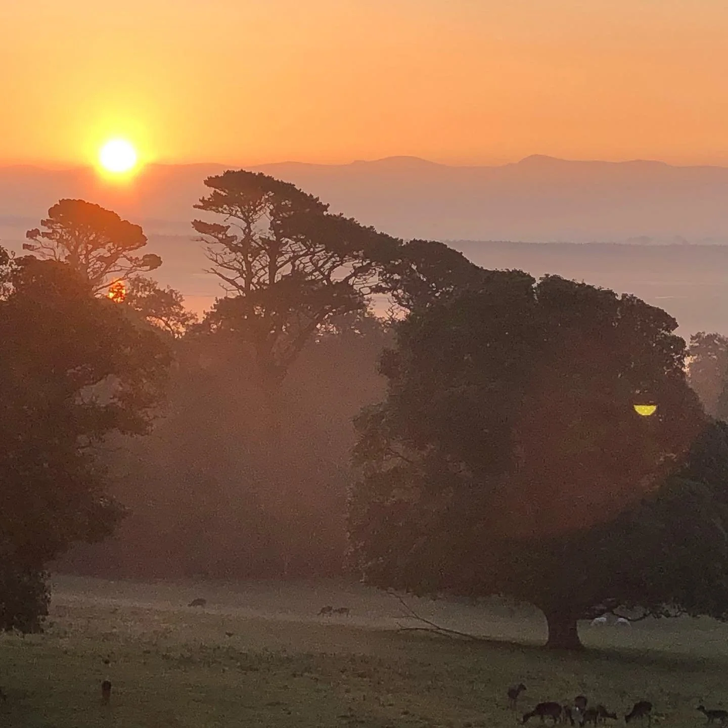 #happysolstice Love this solstice time of clearing and recalibration 💖🥳 #sunrise #snowdonia #angleseylife #thepowerofpositivedrinking #jointheherbalrevolution #organic #harvest #botanicaldrinks #nosugar #noalcoholneeded #thelifeyoulove #walledgarde