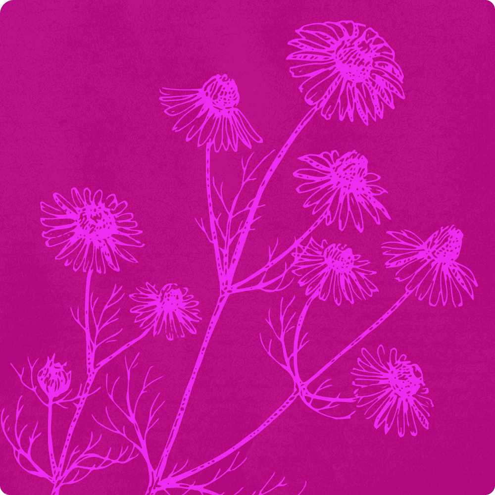chamomile illustration.png