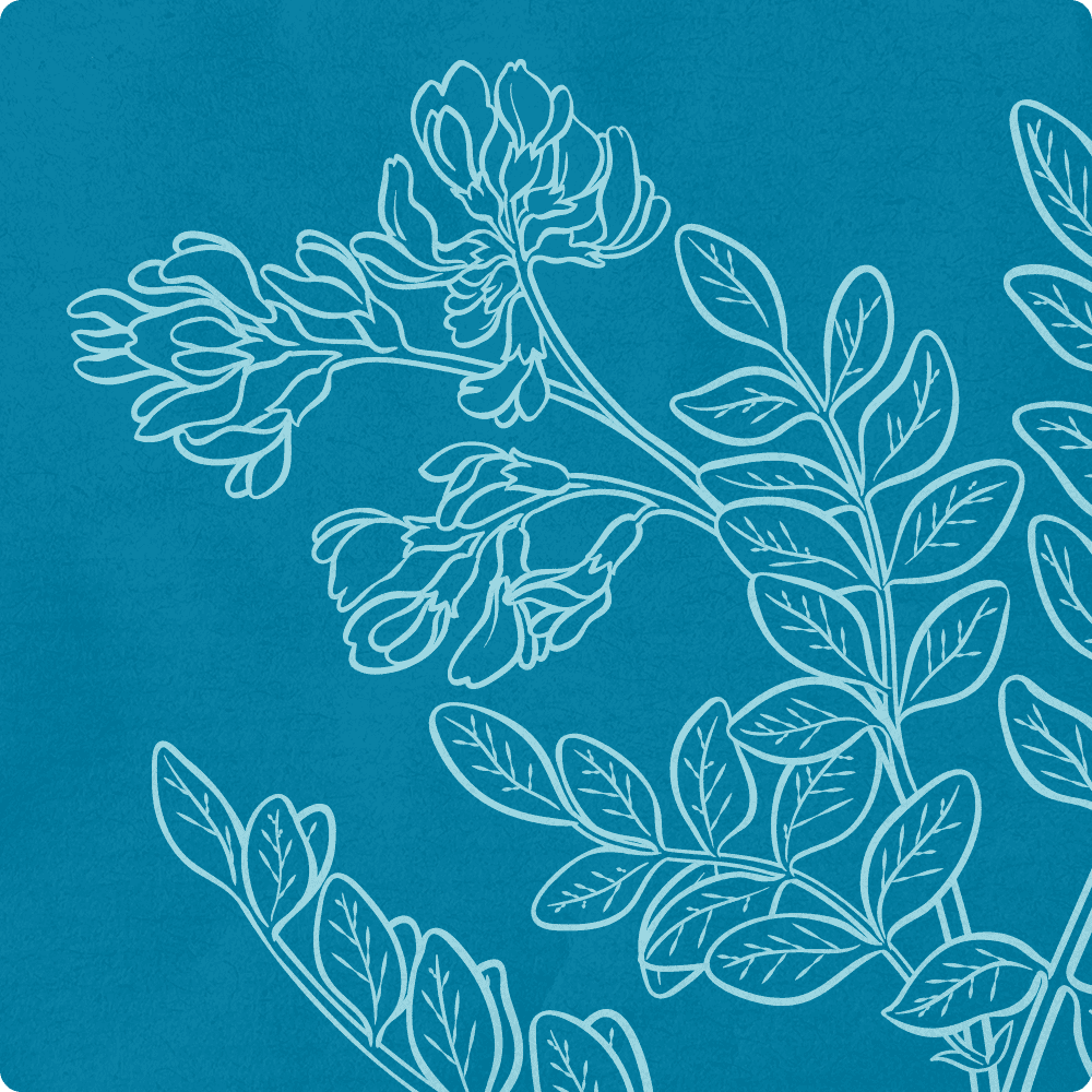 astragalus illustration.png