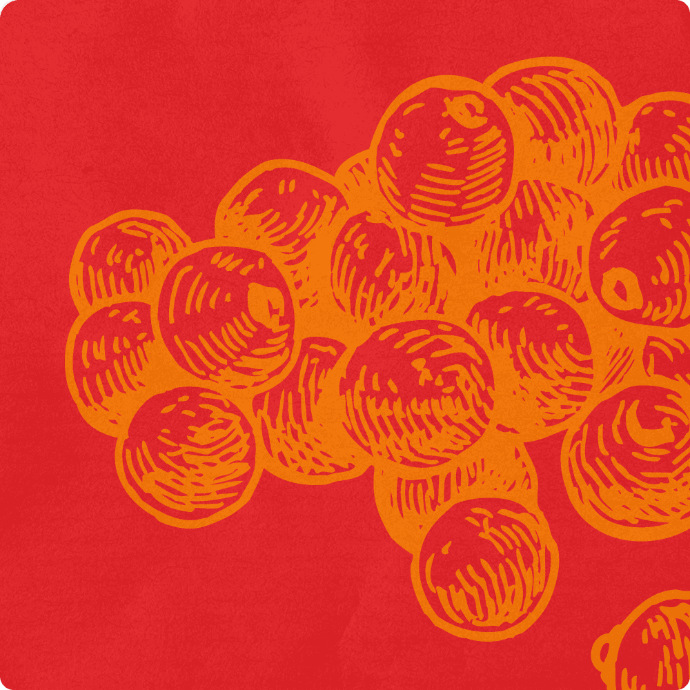 corriander seed illustration.png