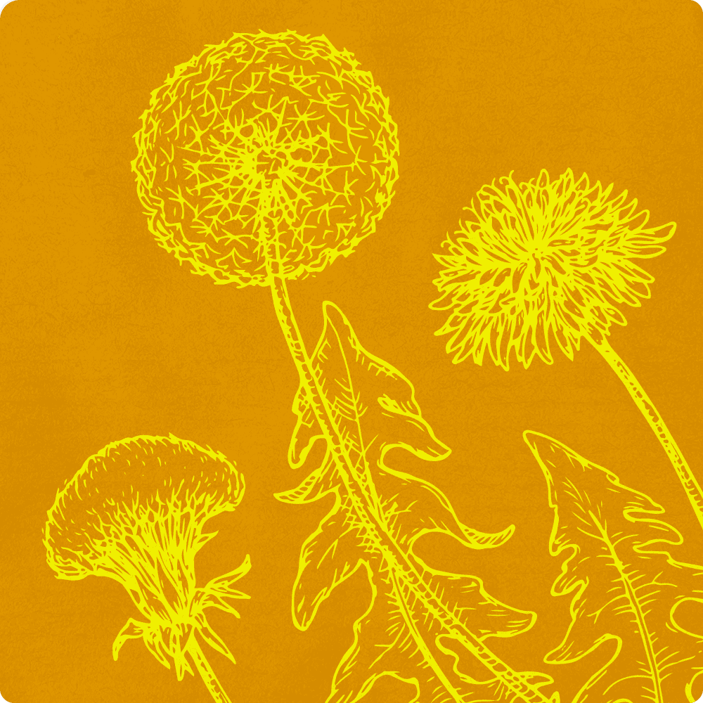 dandelion illustration.png