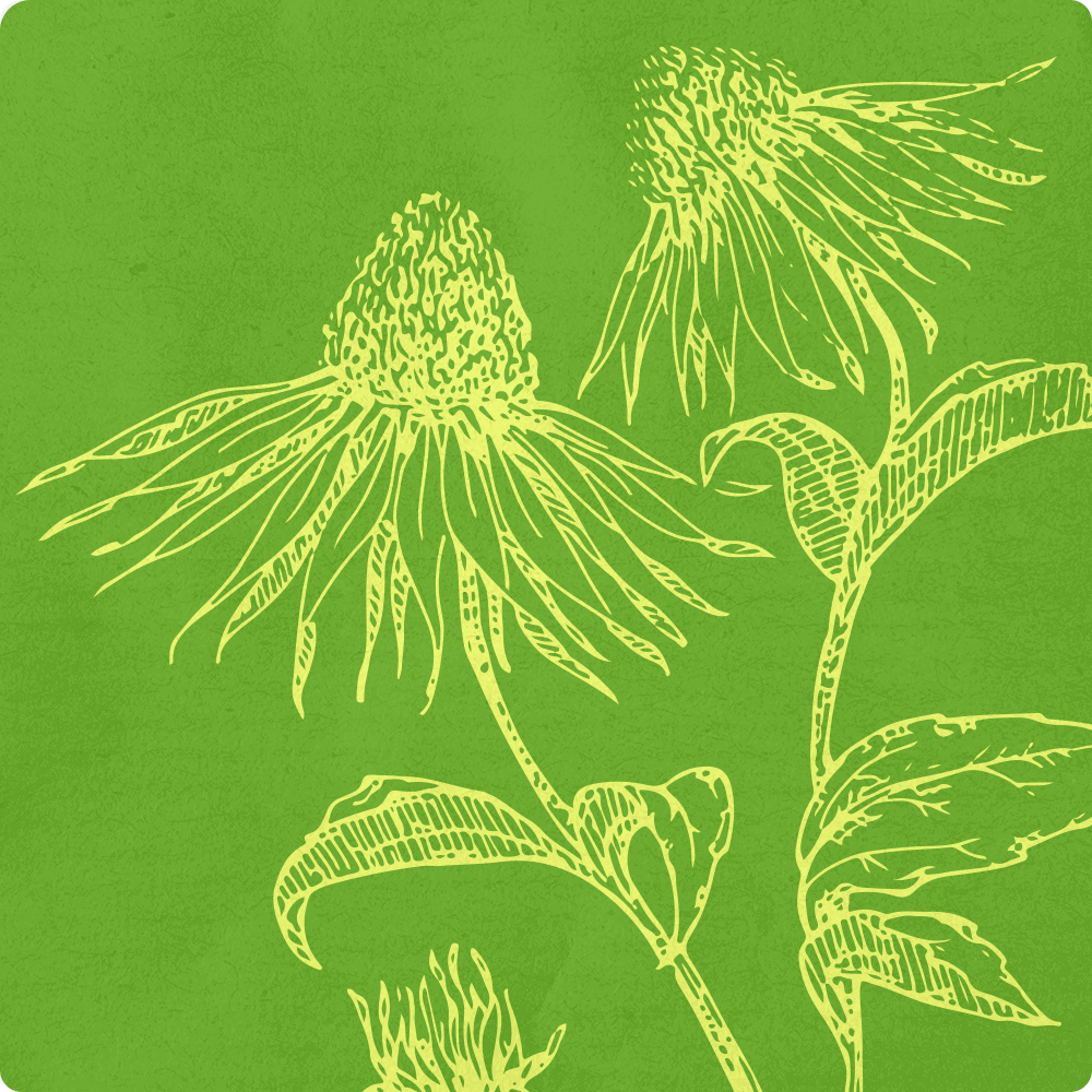 echinacea illustration.png