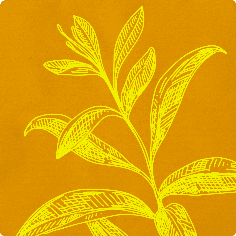 lemon verbena illustration.png