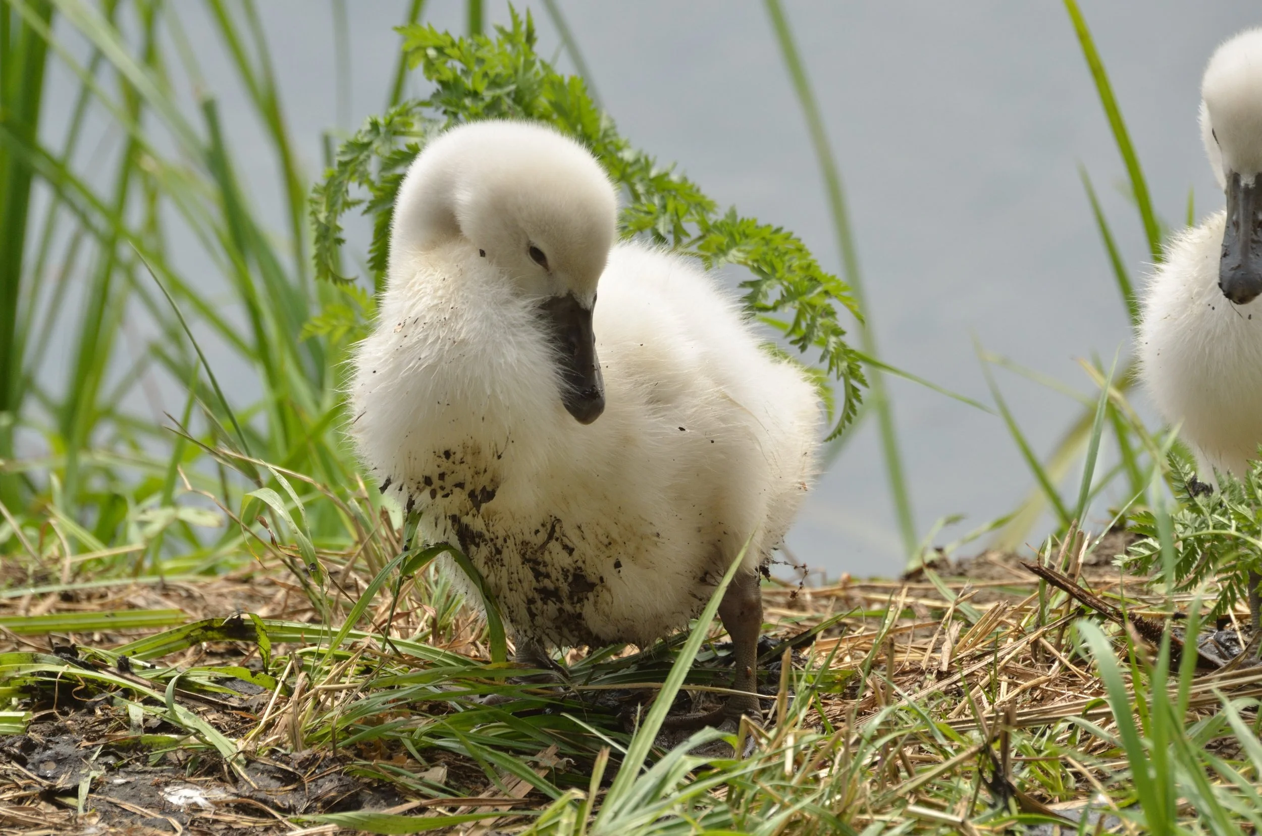 Inzicht met typologie als het er toe doet!