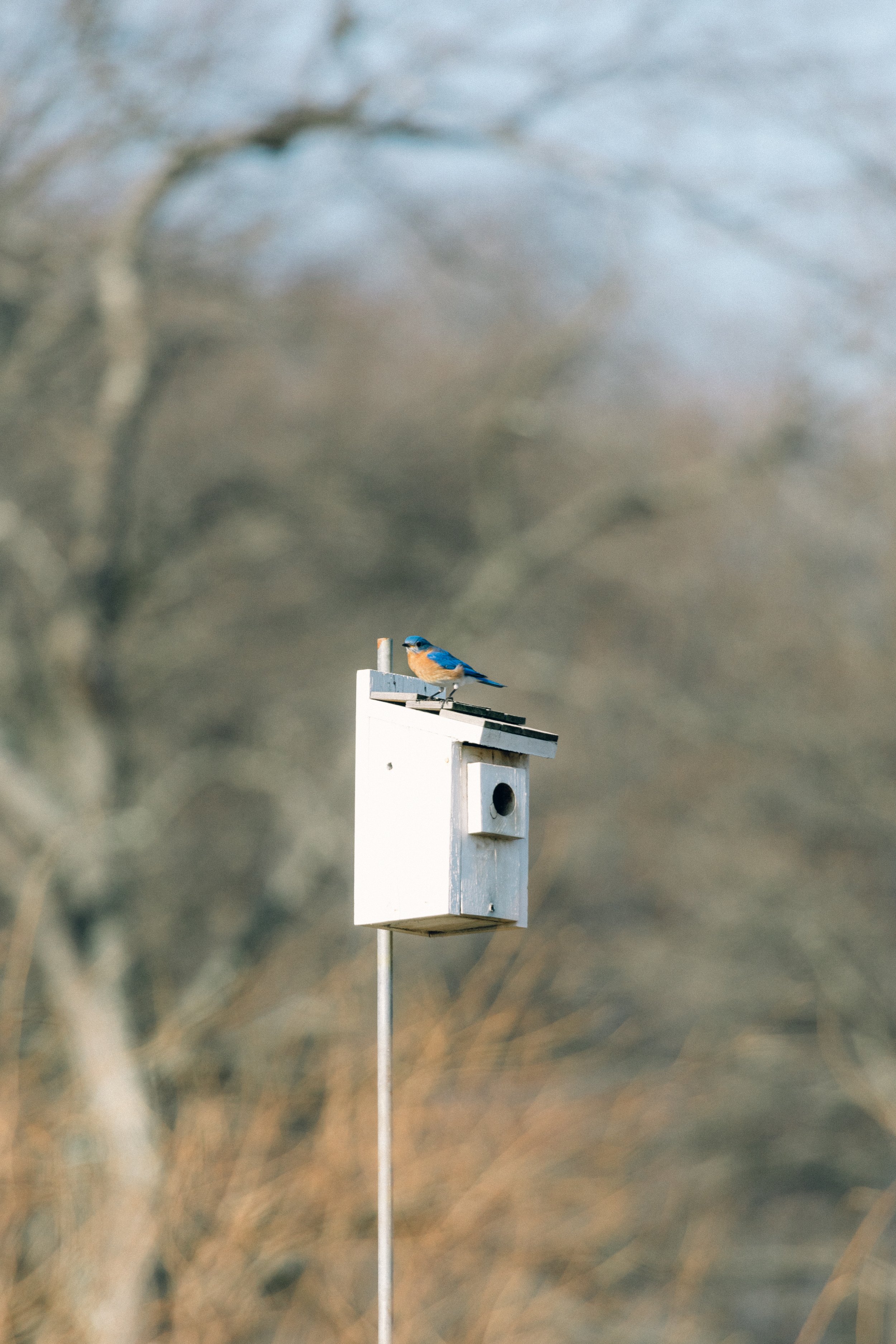 Bluebirds &amp; Nest Boxes