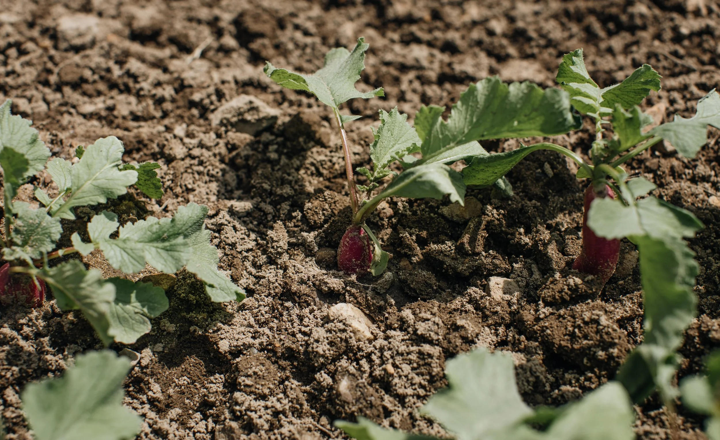 Growing Radish
