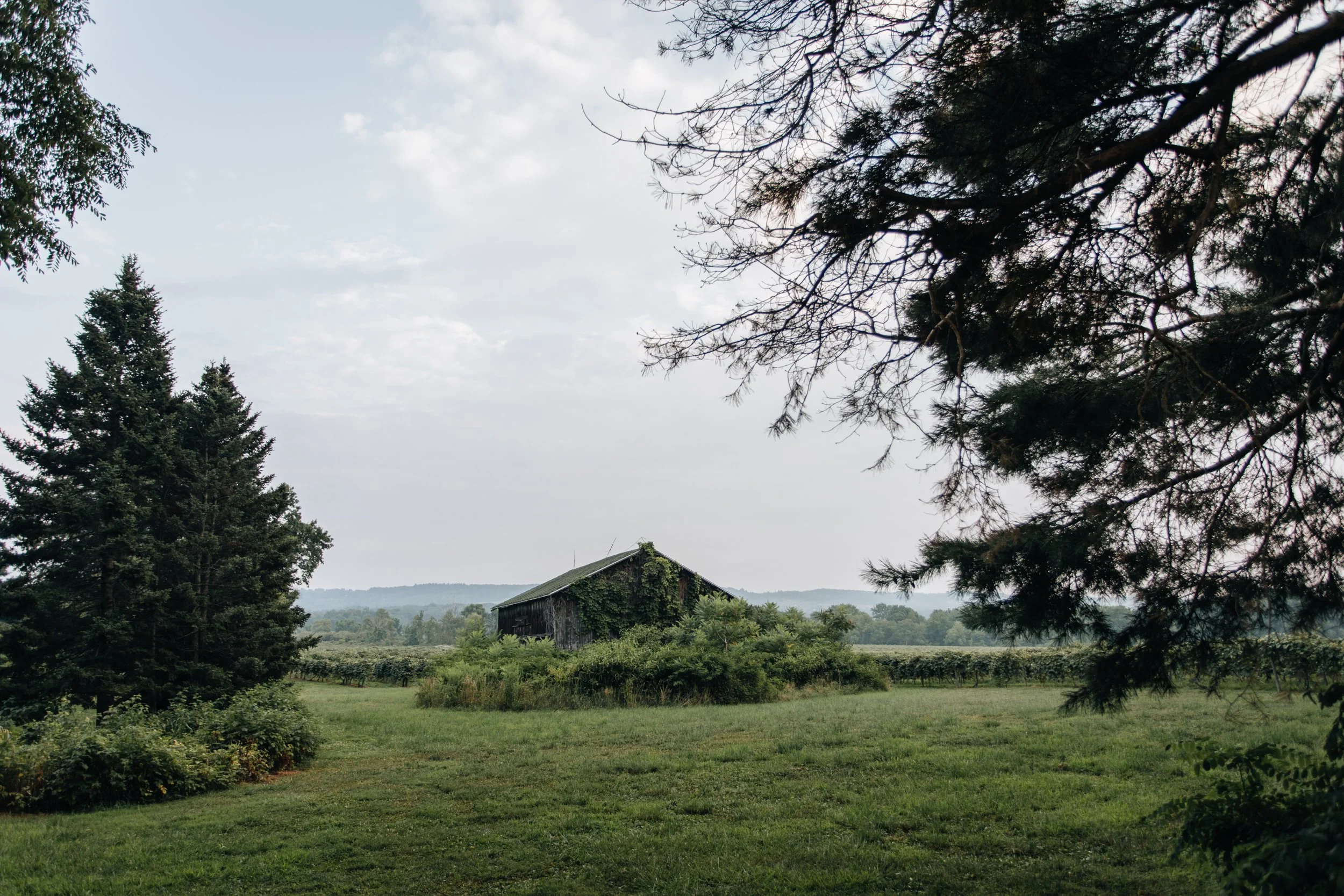 BackyardVineyardBarn.jpg