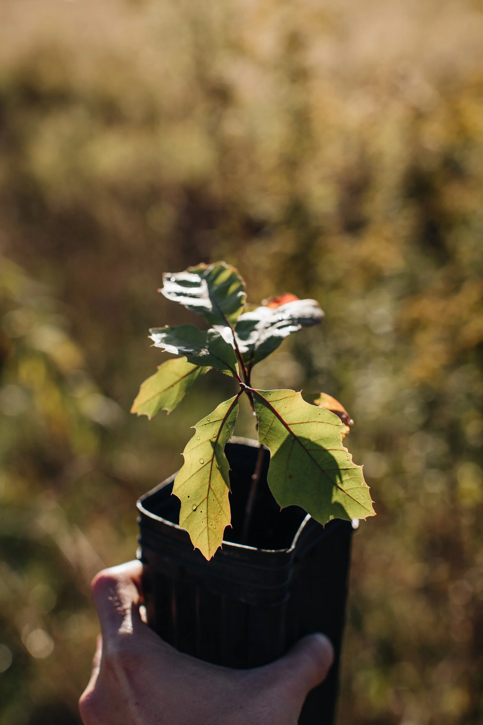 Fall Oak Plantings Part I