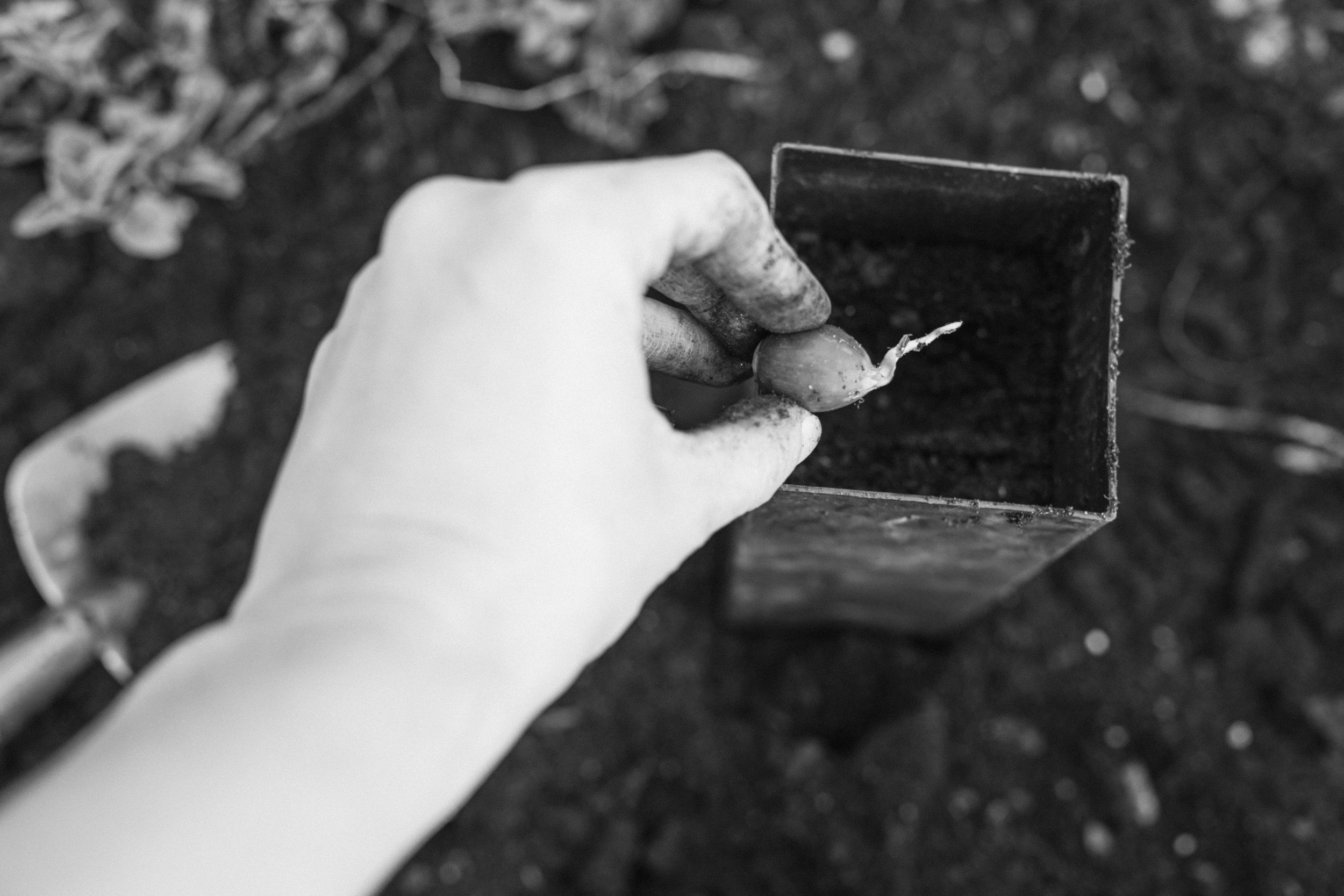 Fall Oak Plantings Part II