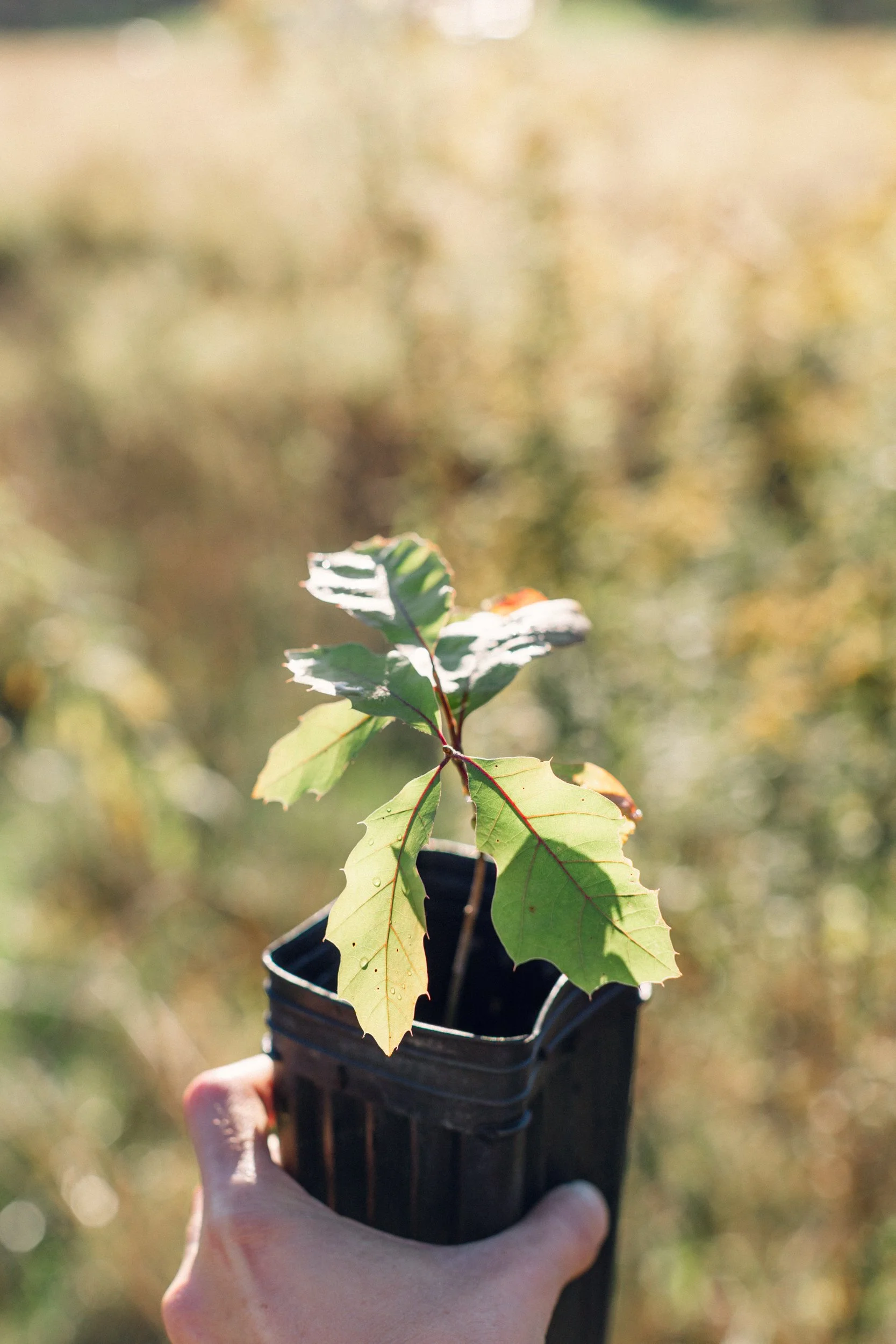 Fall Oak Plantings Part I