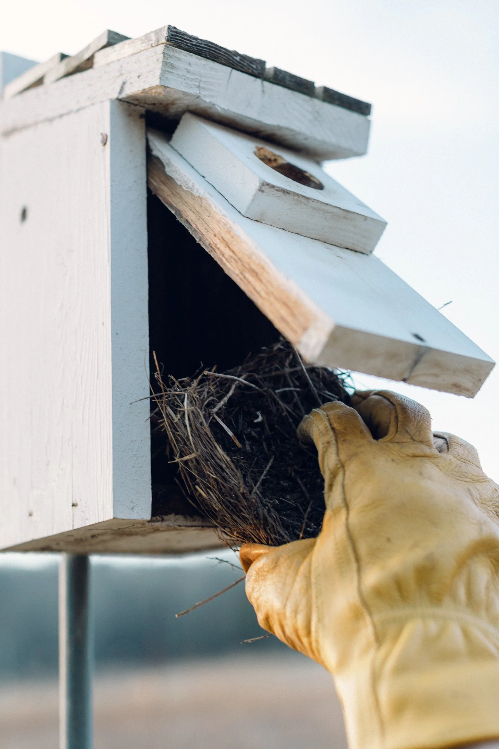 NestBoxCleaning_8.jpg