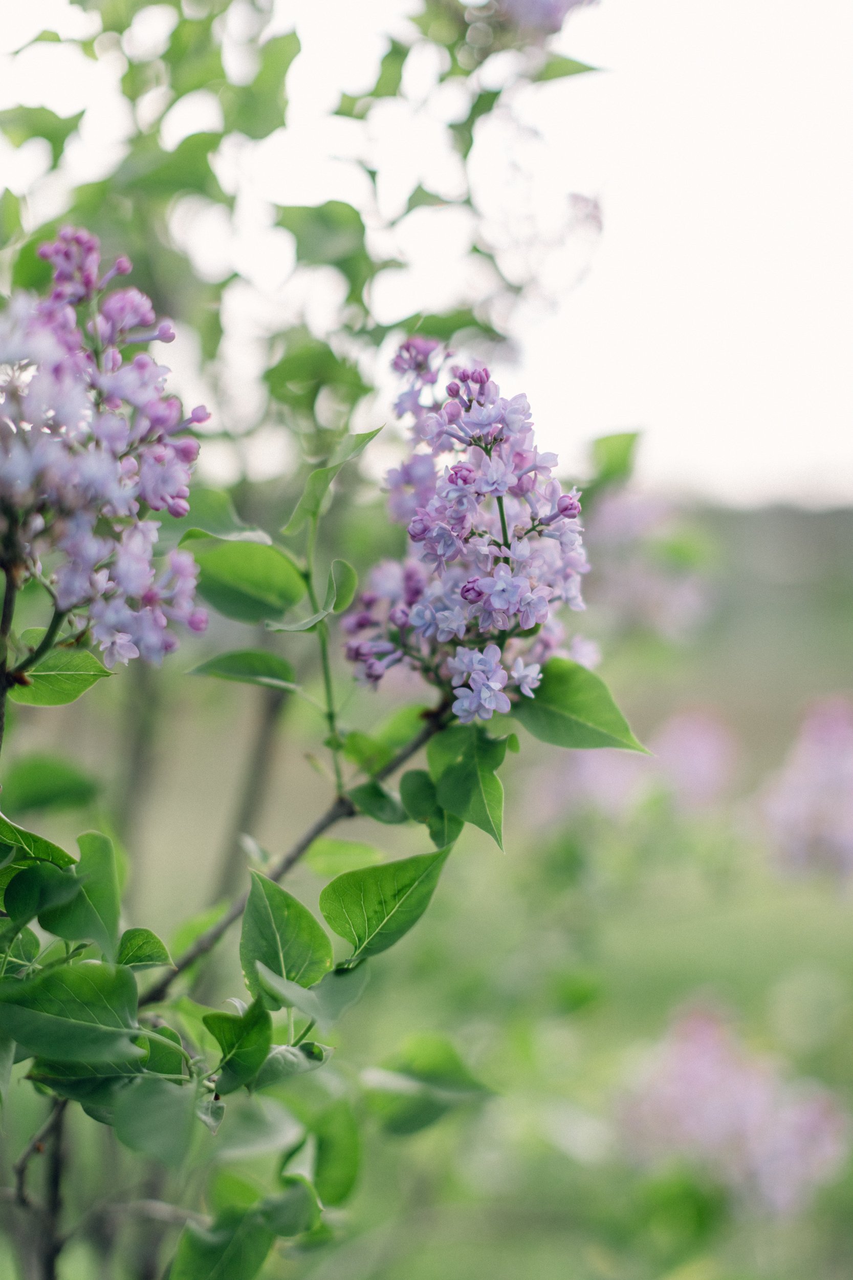 LilacBlossomsApril2.jpg