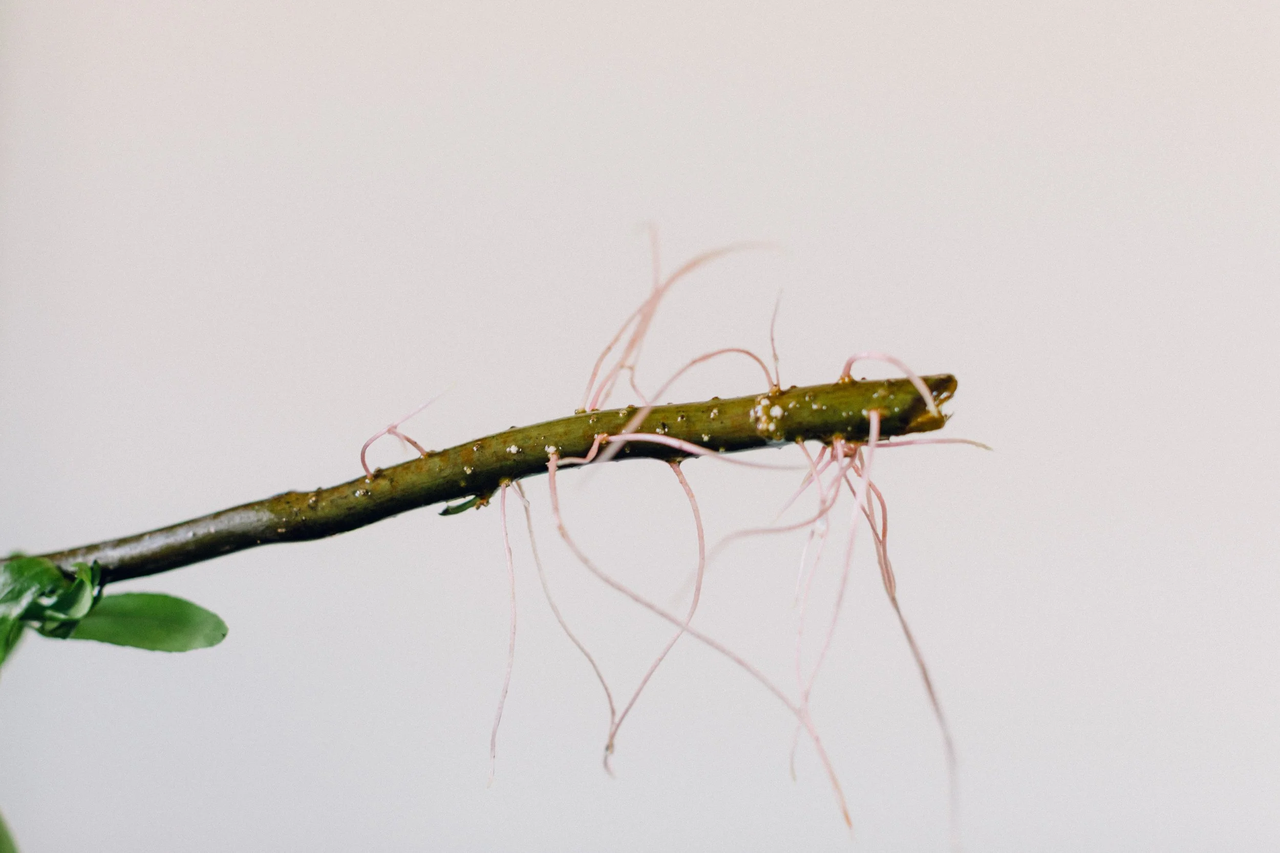 WillowCuttings_March9_CurlyWillow.jpg