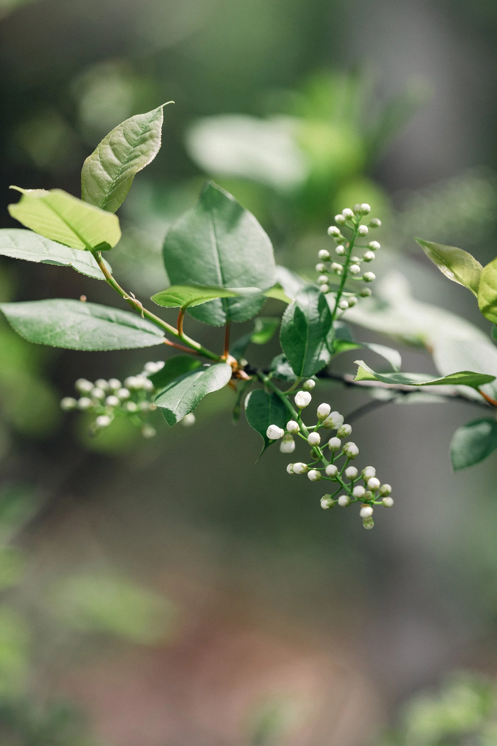 Chokecherry (Prunus virginiana)