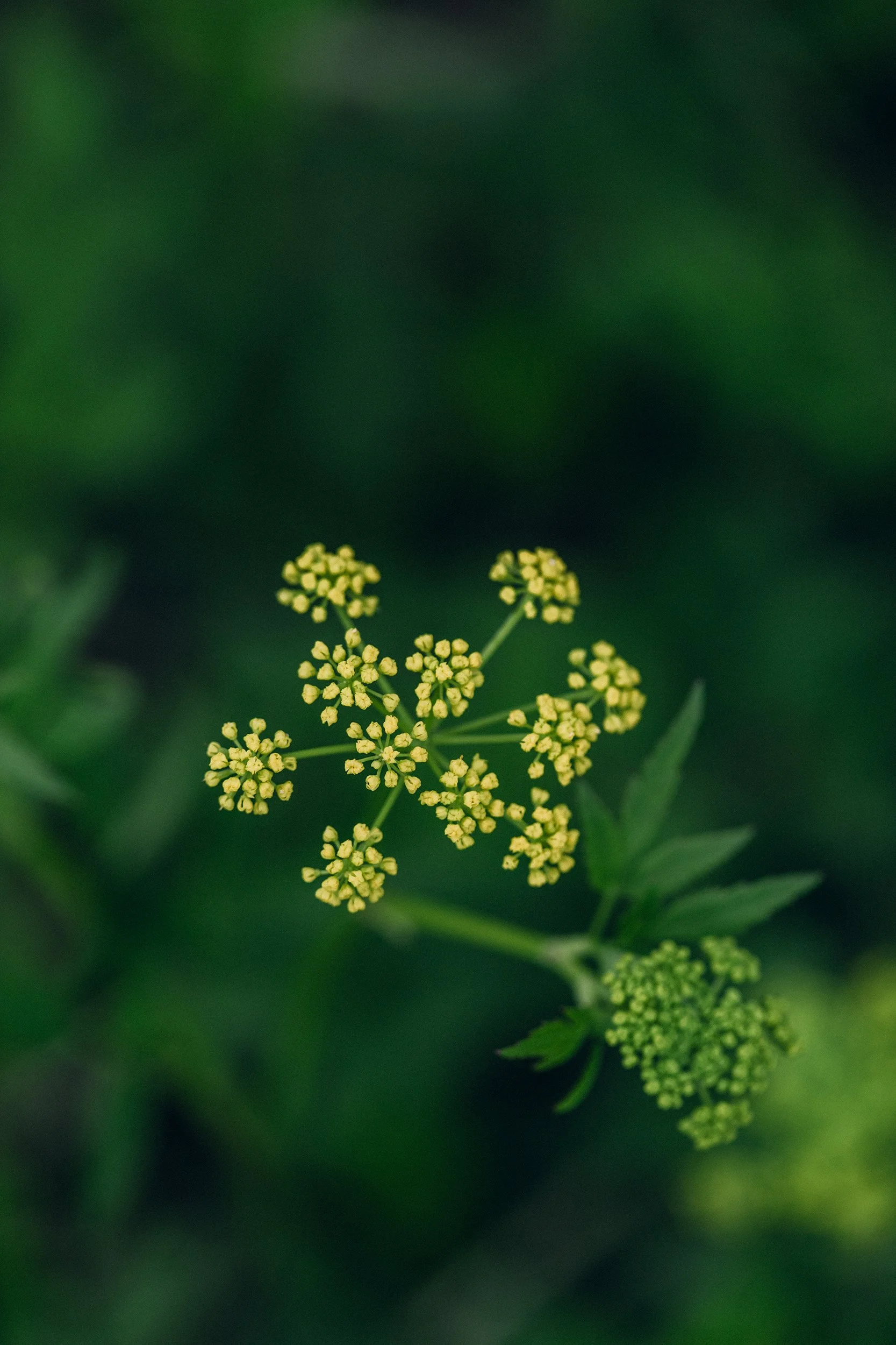 Golden Alexanders (Zizia aurea)