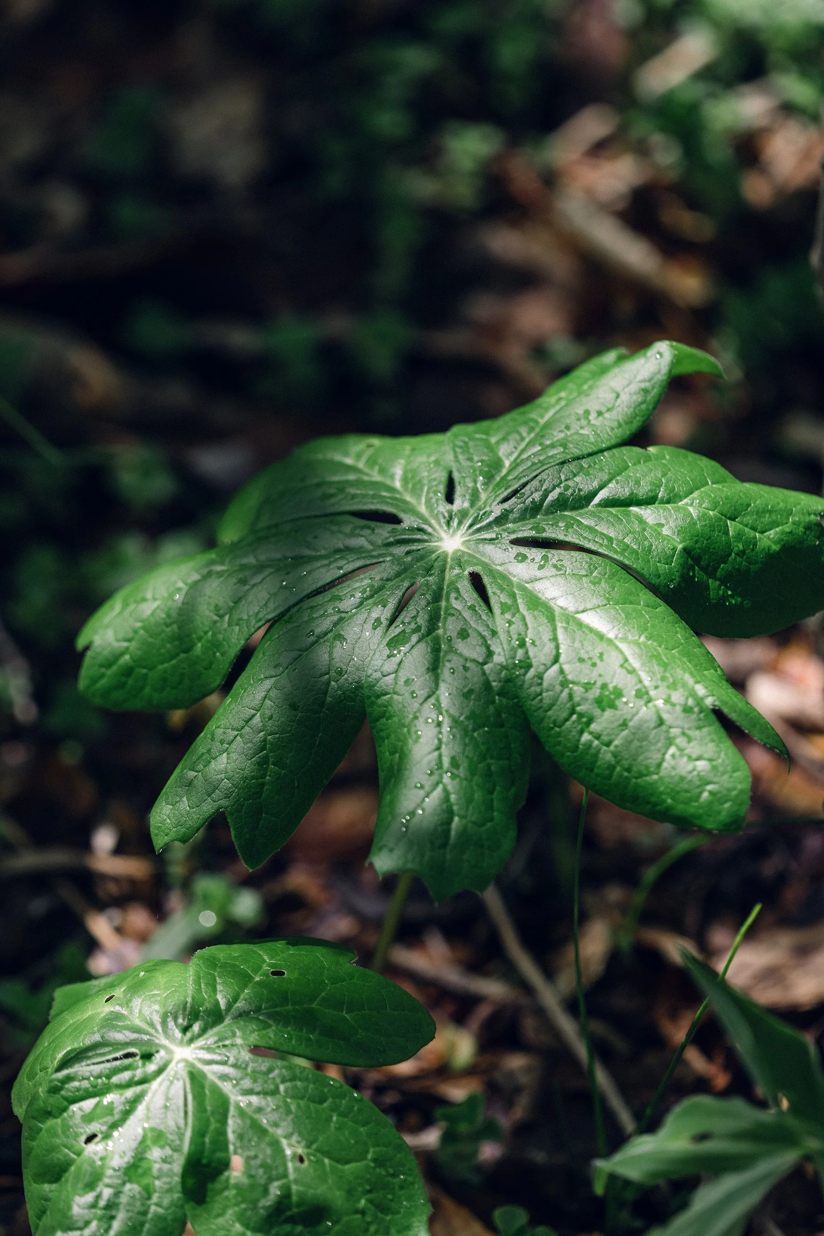 Mayapple (Podophyllum peltatum)